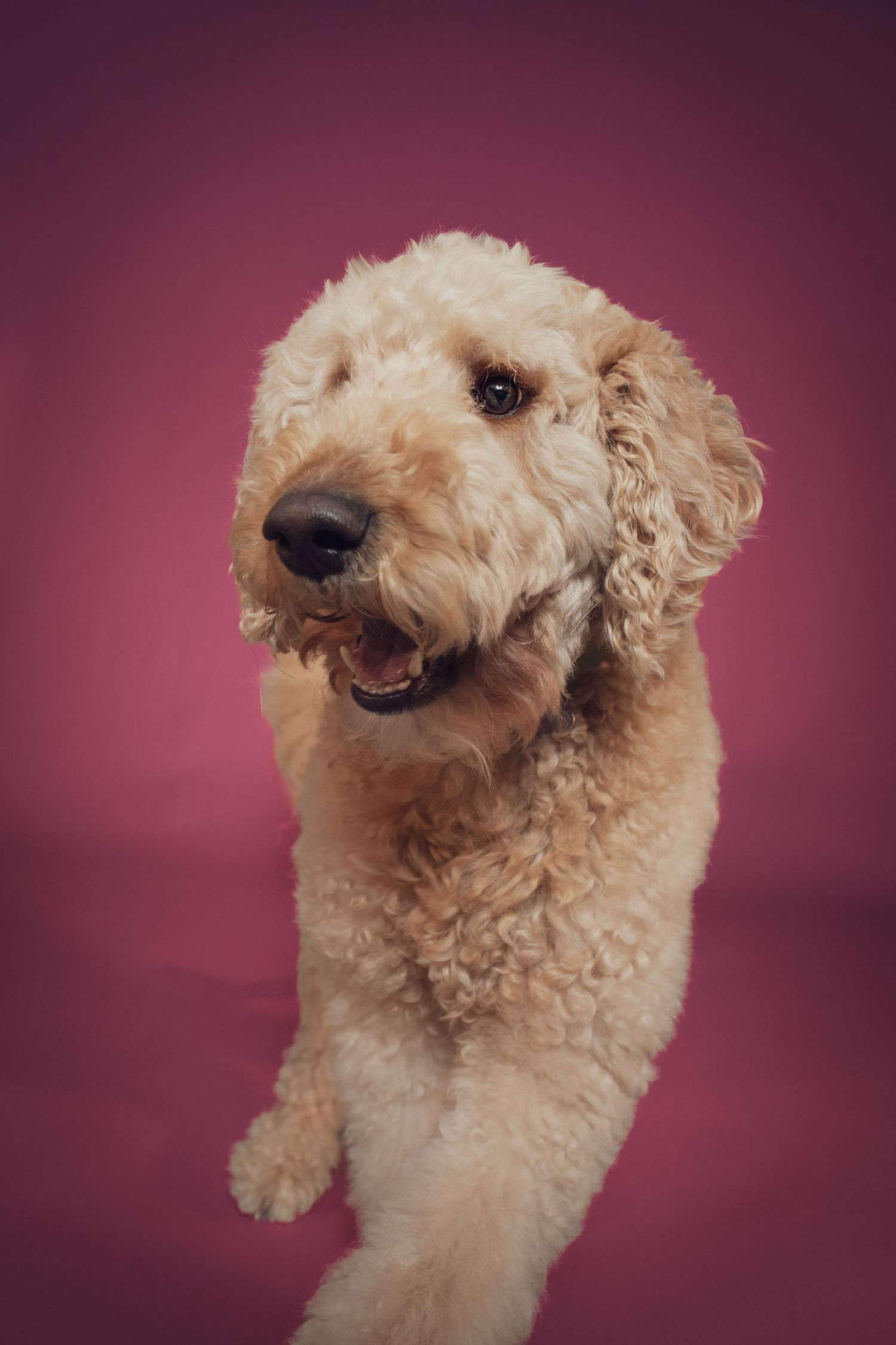 Cute goldendoodle dog with curly cream-colored fur shown in four different poses against a burgundy background.