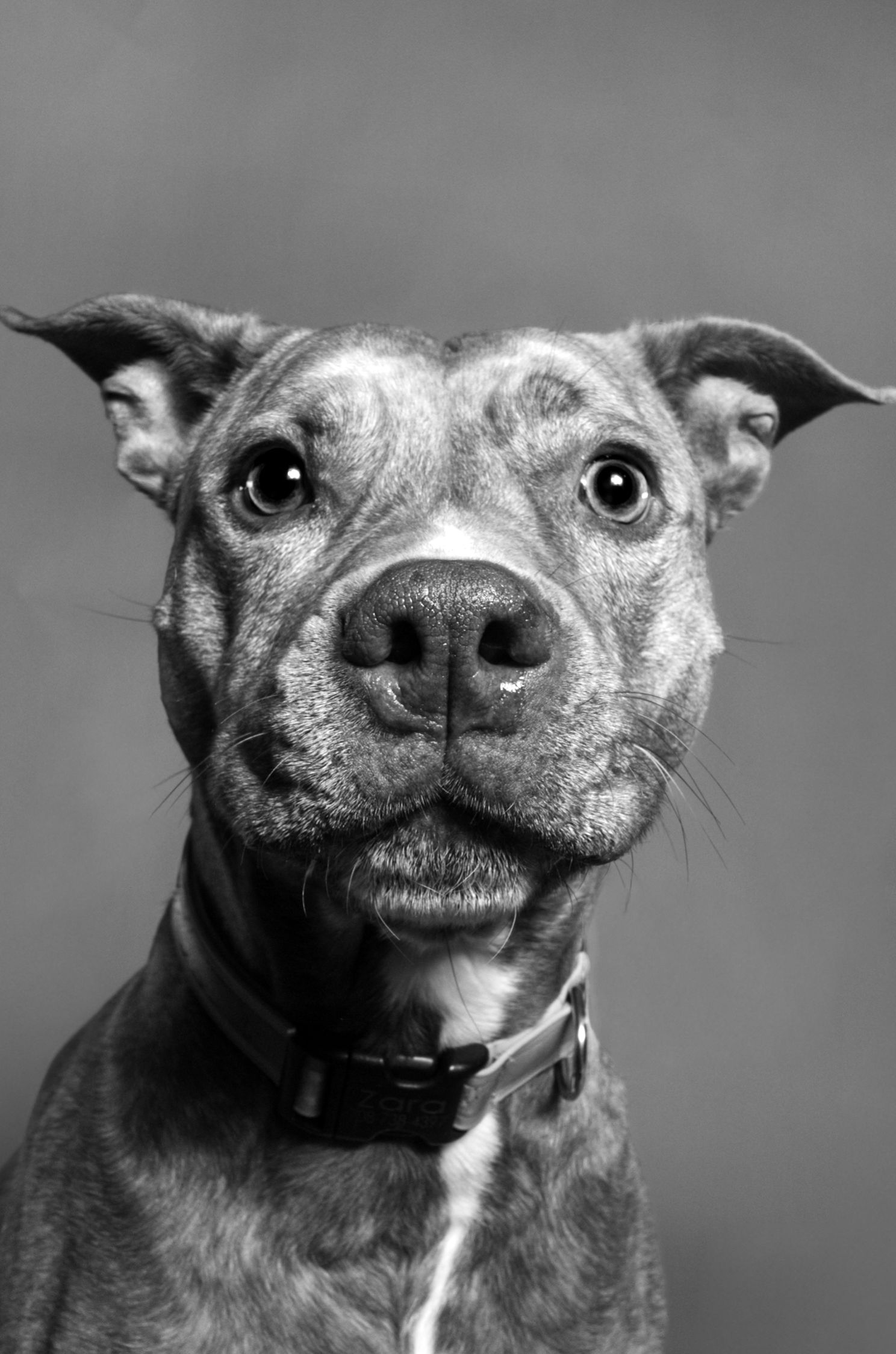 Close-up black and white photo series showing a smiling pit bull dog's face from different angles.