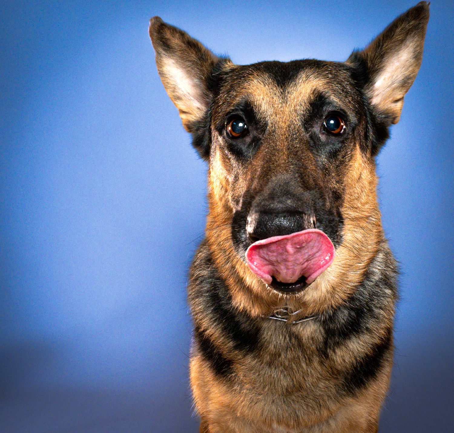 A series of close-up portraits showing a German Shepherd dog making various playful and expressive facial expressions.