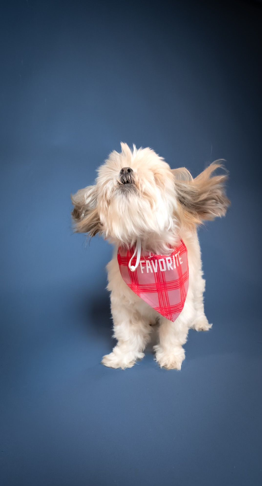 Small white dog wearing a red bandana photographed in motion against a dark blue background.