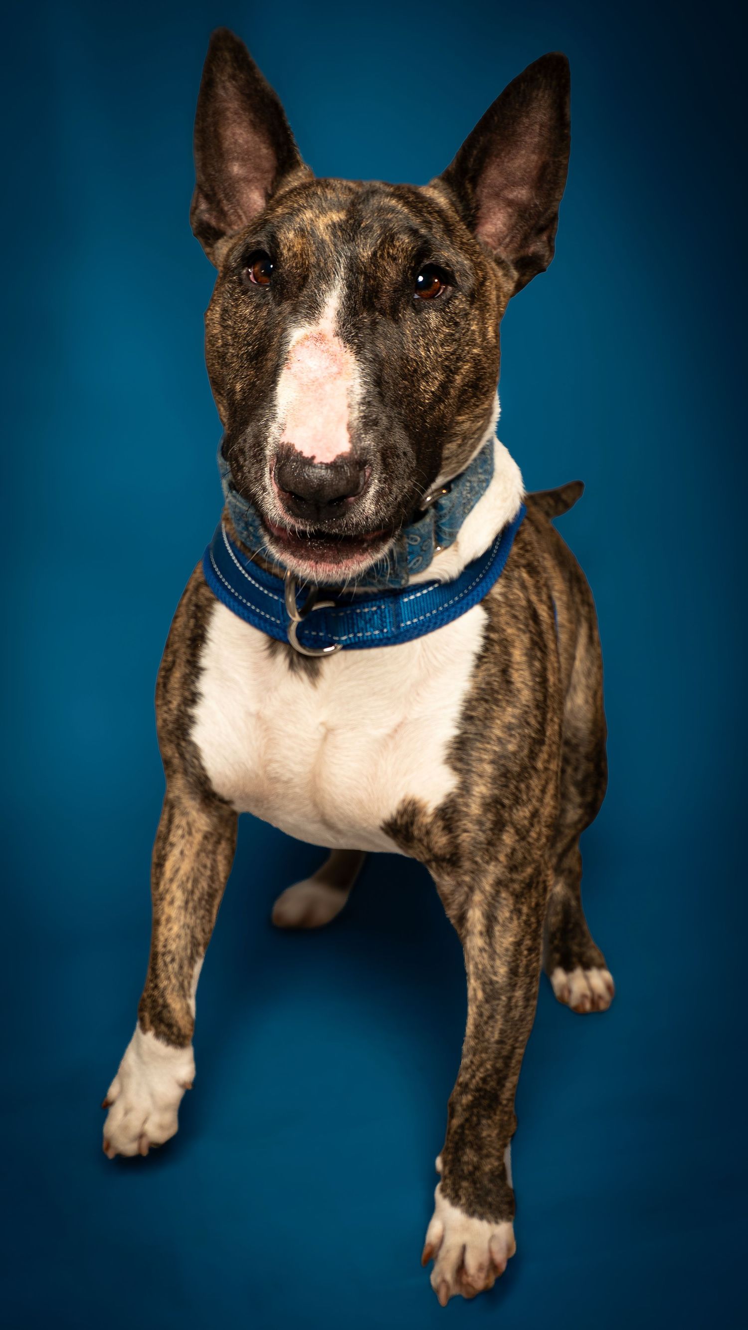 Brindle Bull Terrier dog wearing a blue collar sits against a vibrant blue background in a studio portrait.