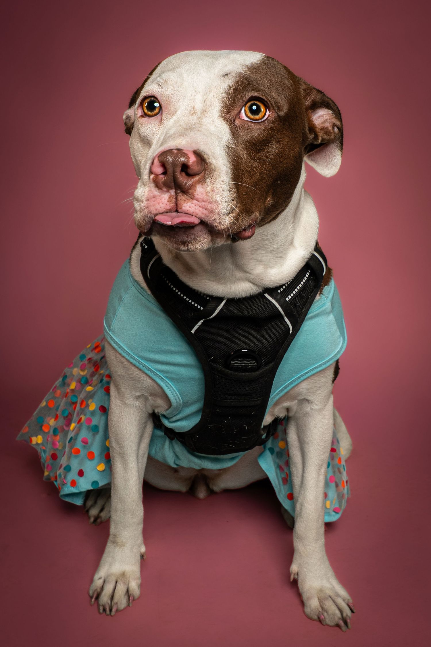 A brown and white pit bull dog sits against a pink backdrop wearing a black harness, a teal top, and a colorful polka dot tutu skirt.