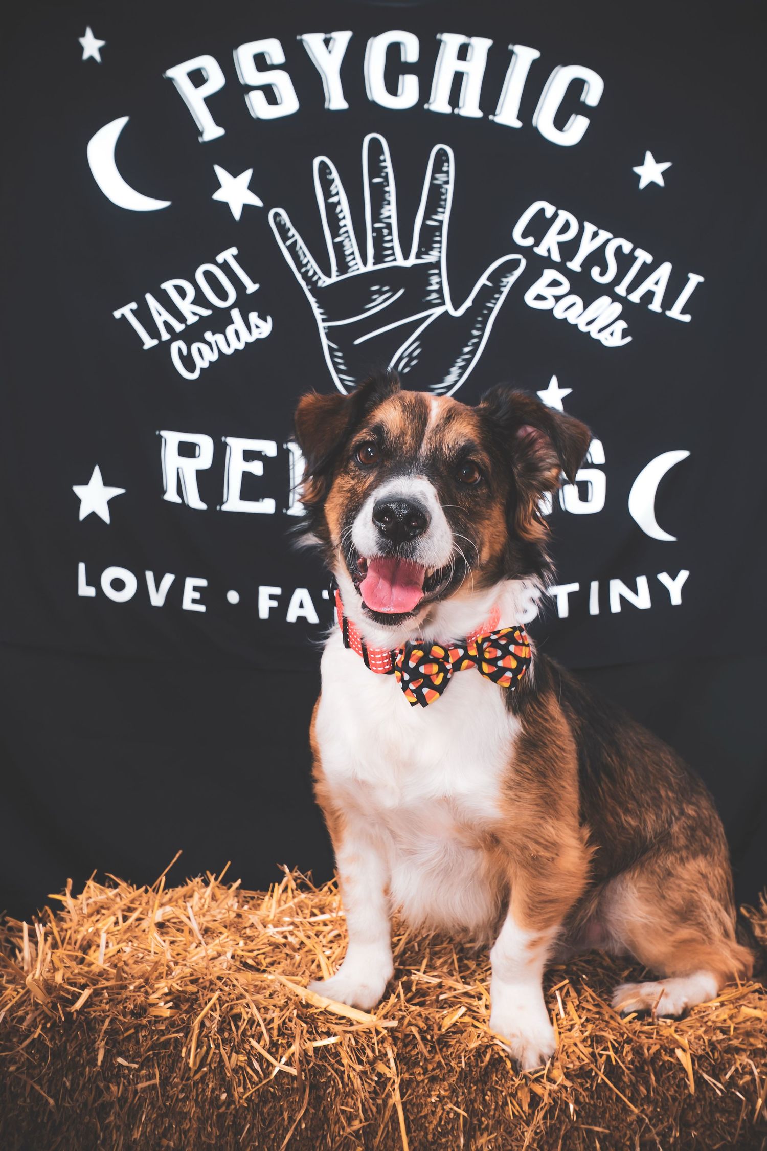 Smiling brown and white dog in a polka dot bow tie sits on a hay bale in front of a psychic reading sign with tarot cards and crystal balls.