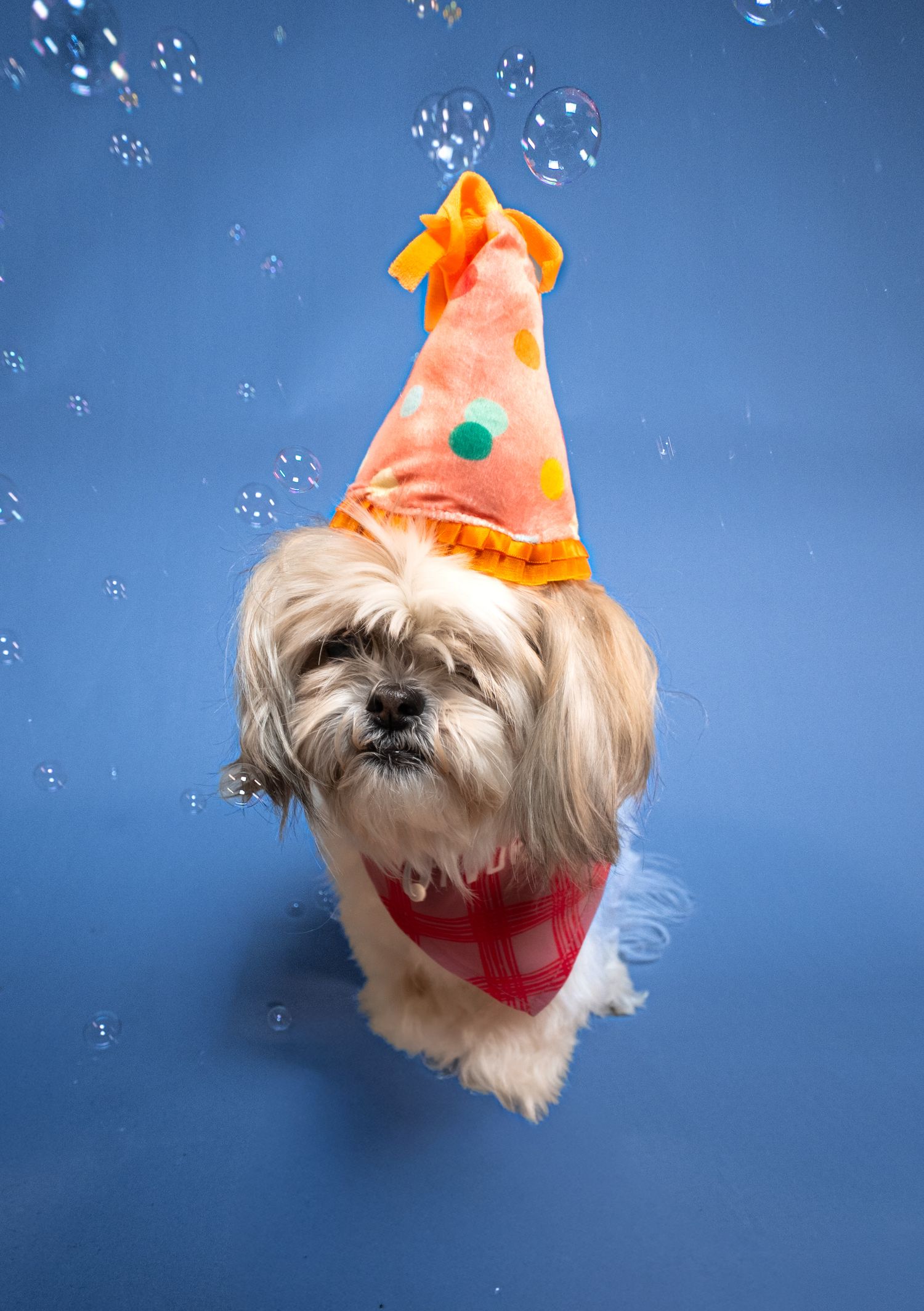 A small white dog wearing an orange party hat and red bandana poses against a blue background with sparkly effects.