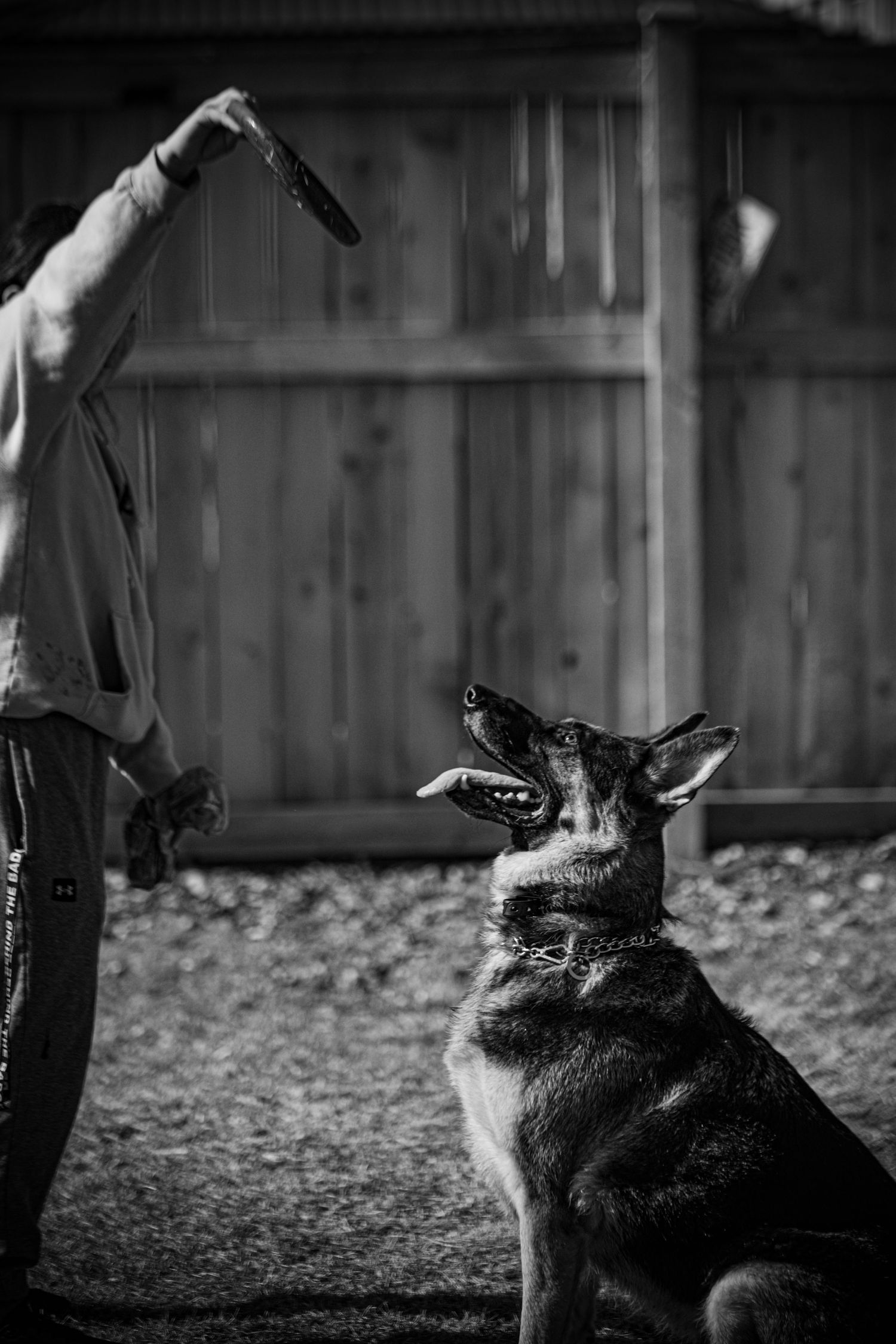 Black and white series of a German Shepherd training or playing with a handler in a backyard setting.