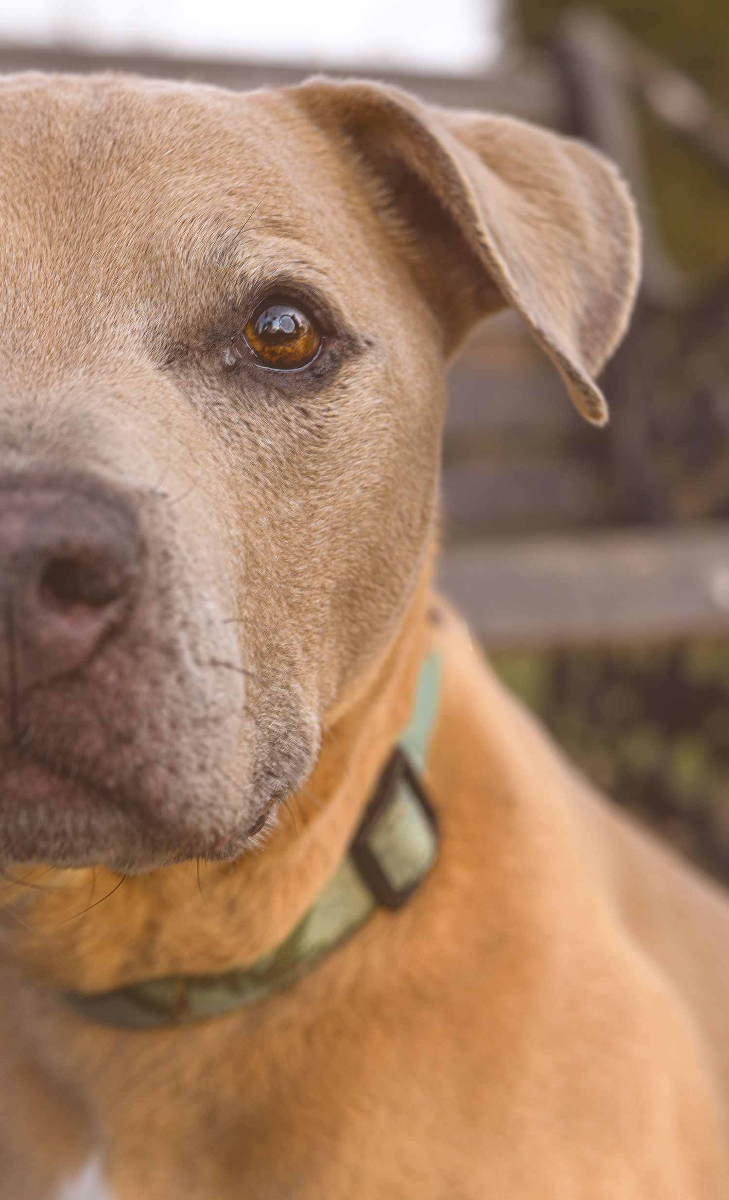 Close-up series of a tan dog's face showing different angles and expressions while wearing a teal collar.