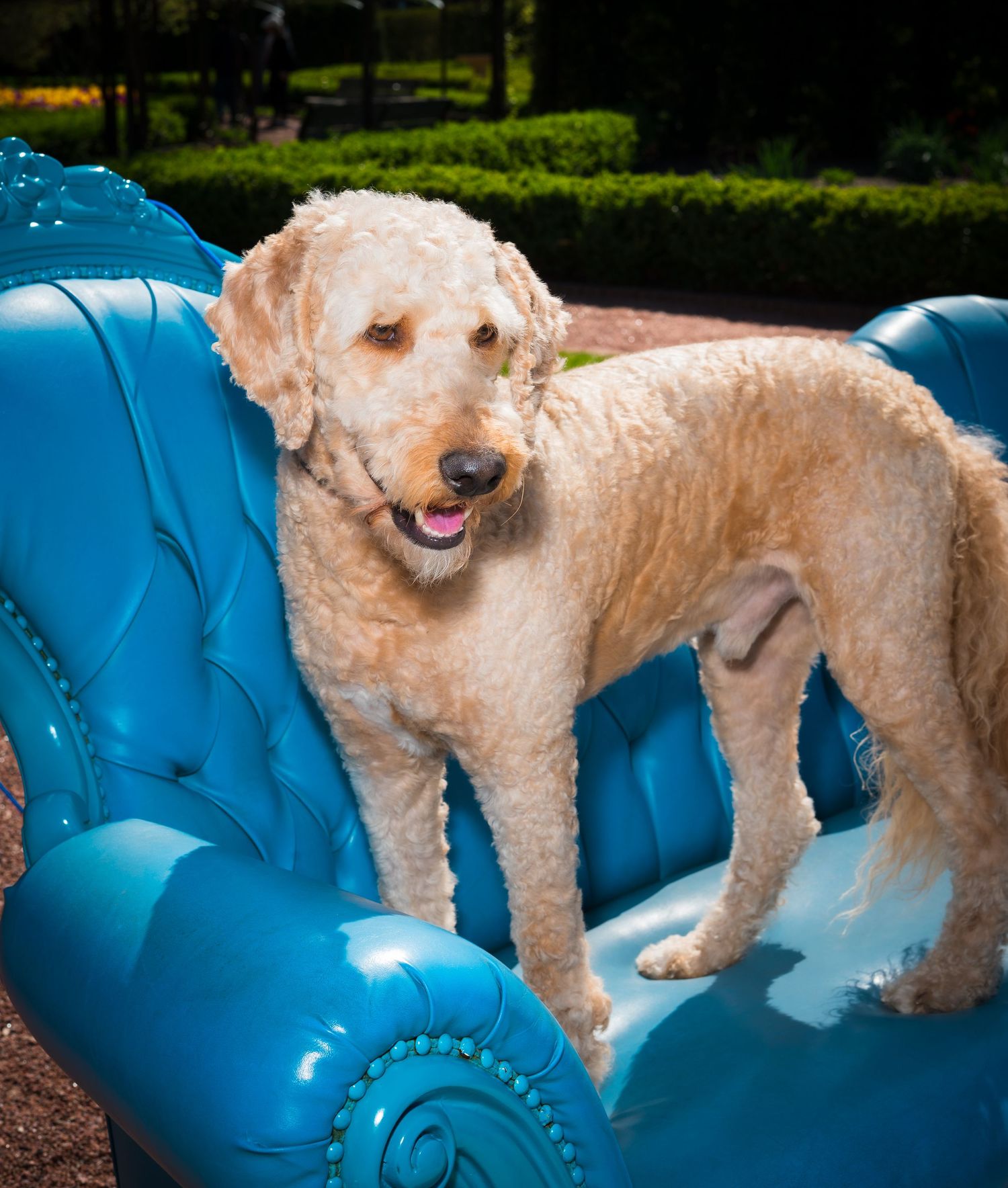 A fluffy golden Labradoodle stands on a tufted blue velvet chair outdoors, tongue out, with green hedges behind.