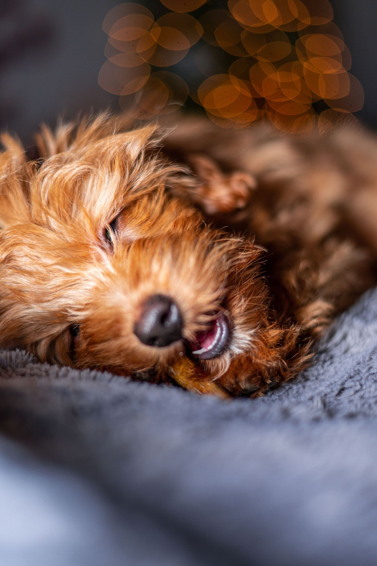 Sleeping Yorkshire terrier dog with fluffy ginger fur resting on a grey blanket shown in close-up detail.