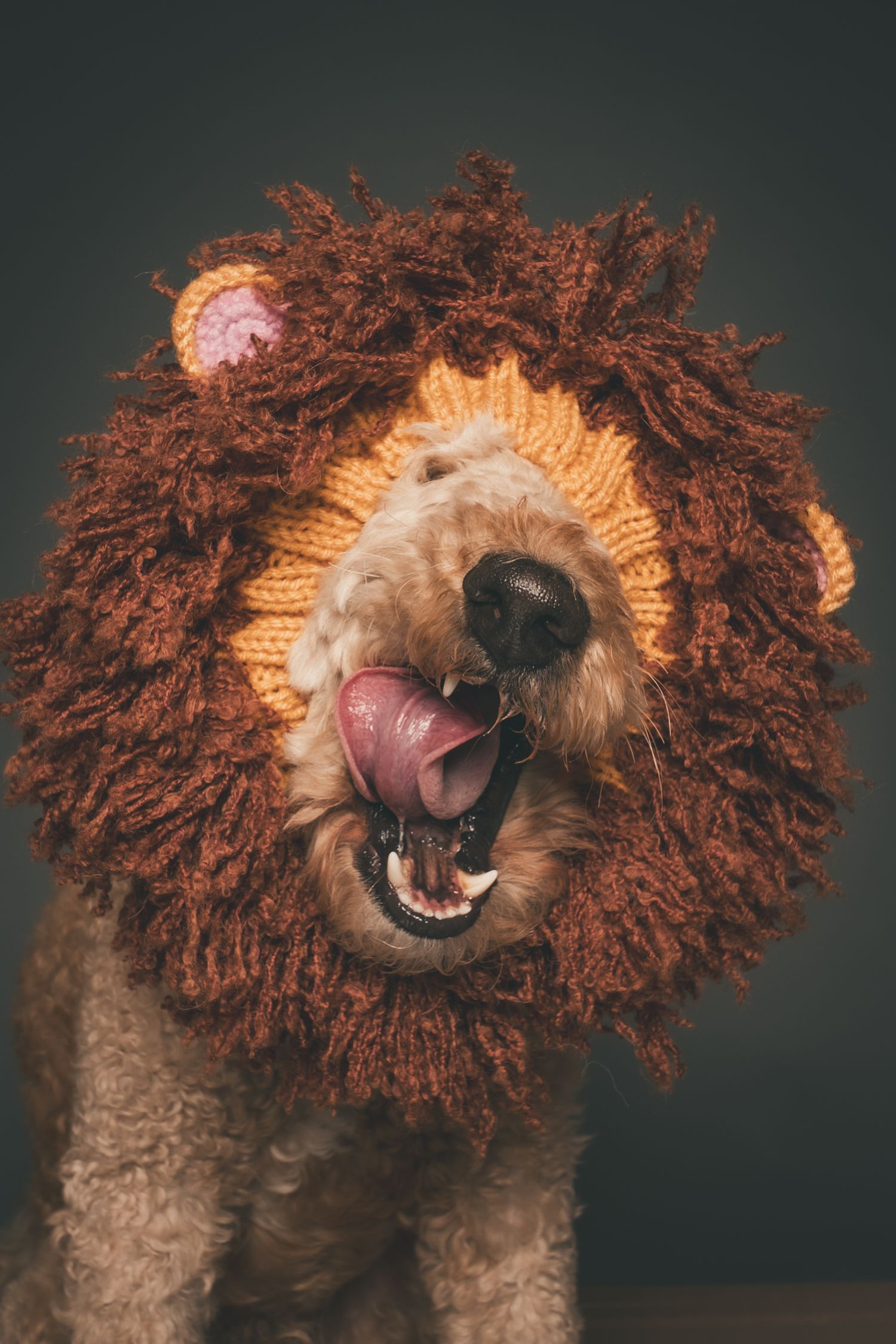 Adorable dog wearing a knitted lion mane costume, tongue out, against dark background.