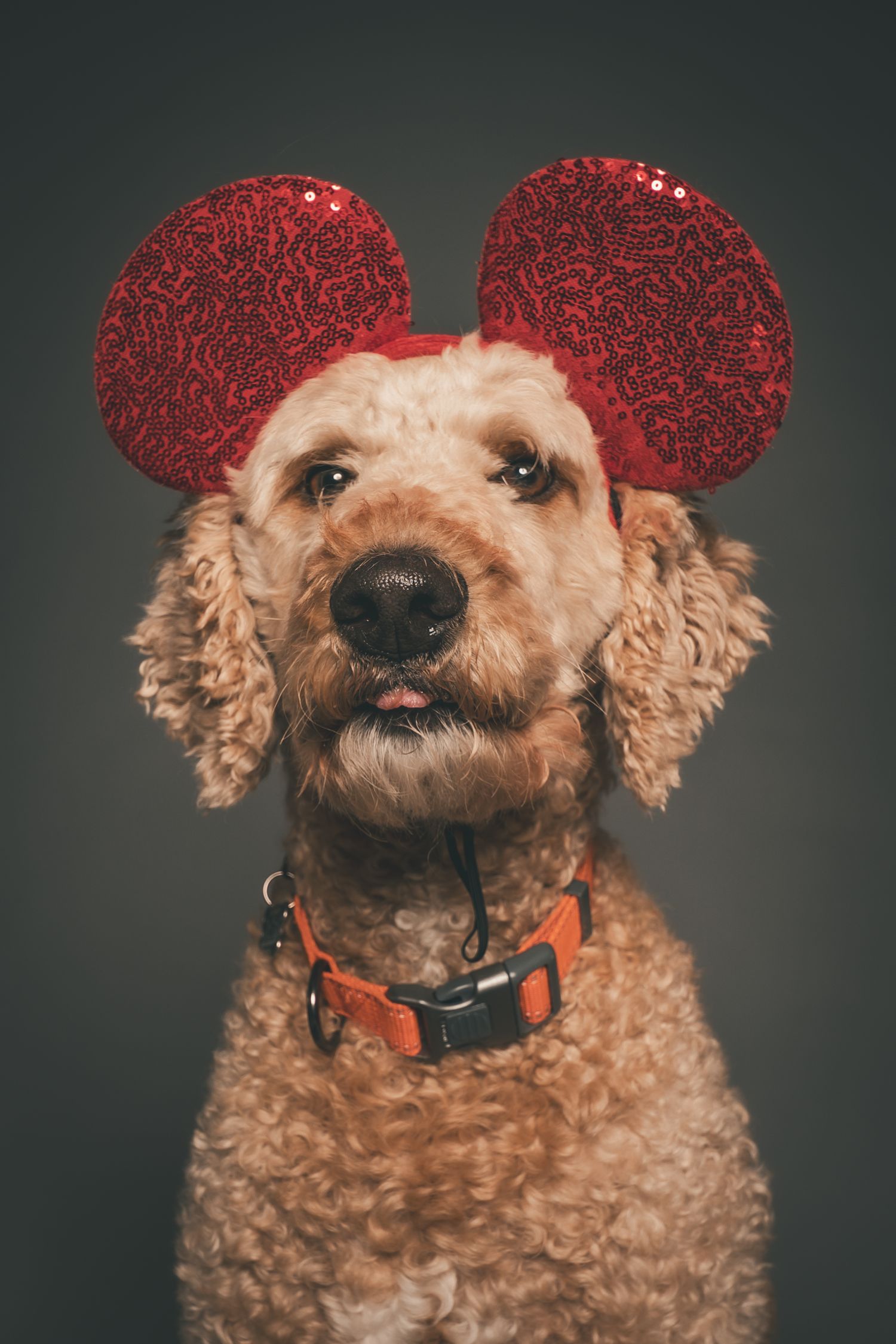 Fluffy golden doodle dog wearing red sequin Mickey Mouse ears and an orange collar on gray background.