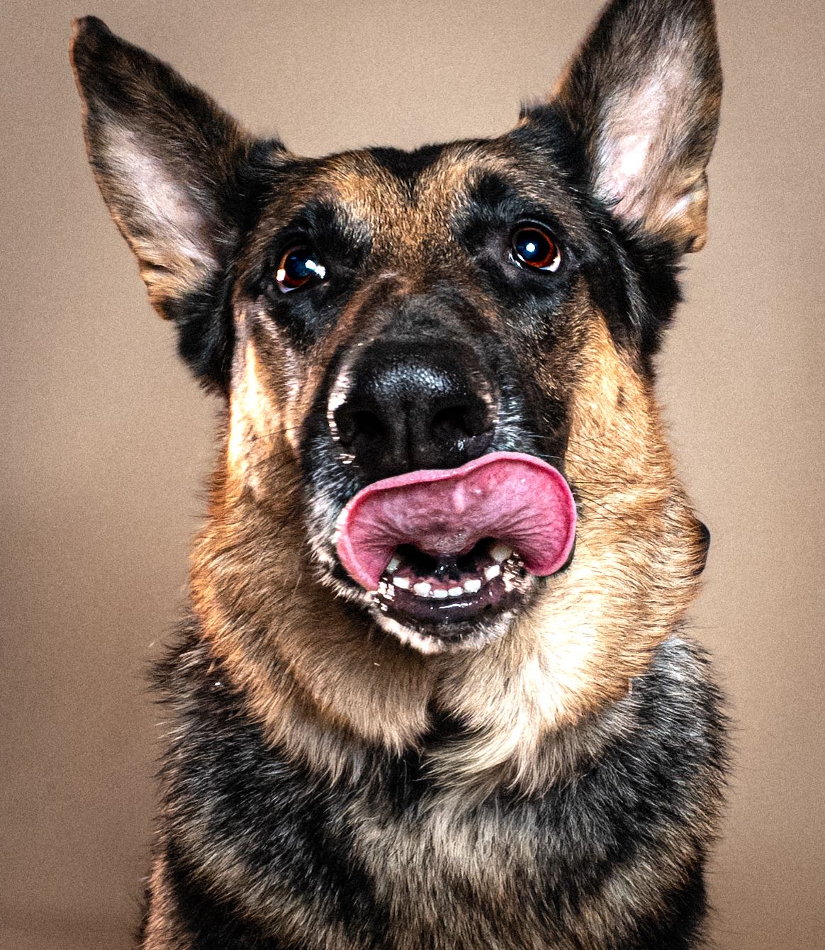 Multiple headshots of a German Shepherd dog displaying different animated facial expressions against a neutral background.