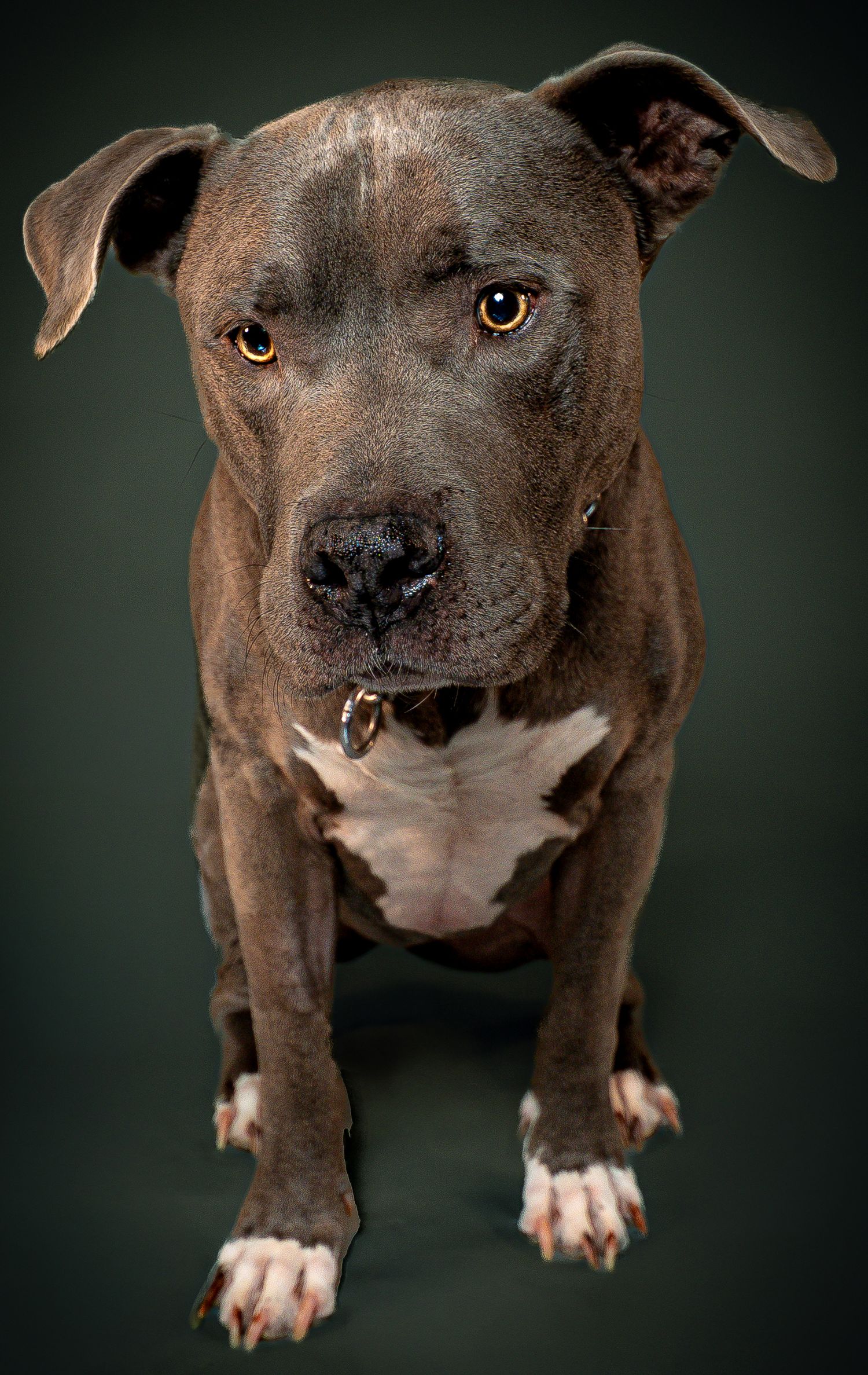 Close-up portrait series of a brown and white pit bull dog against dark background showing different facial expressions.