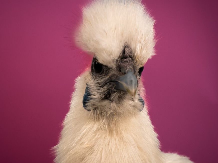 A white silkie chicken with fluffy feathers poses against a purple background in a portrait style photo series.