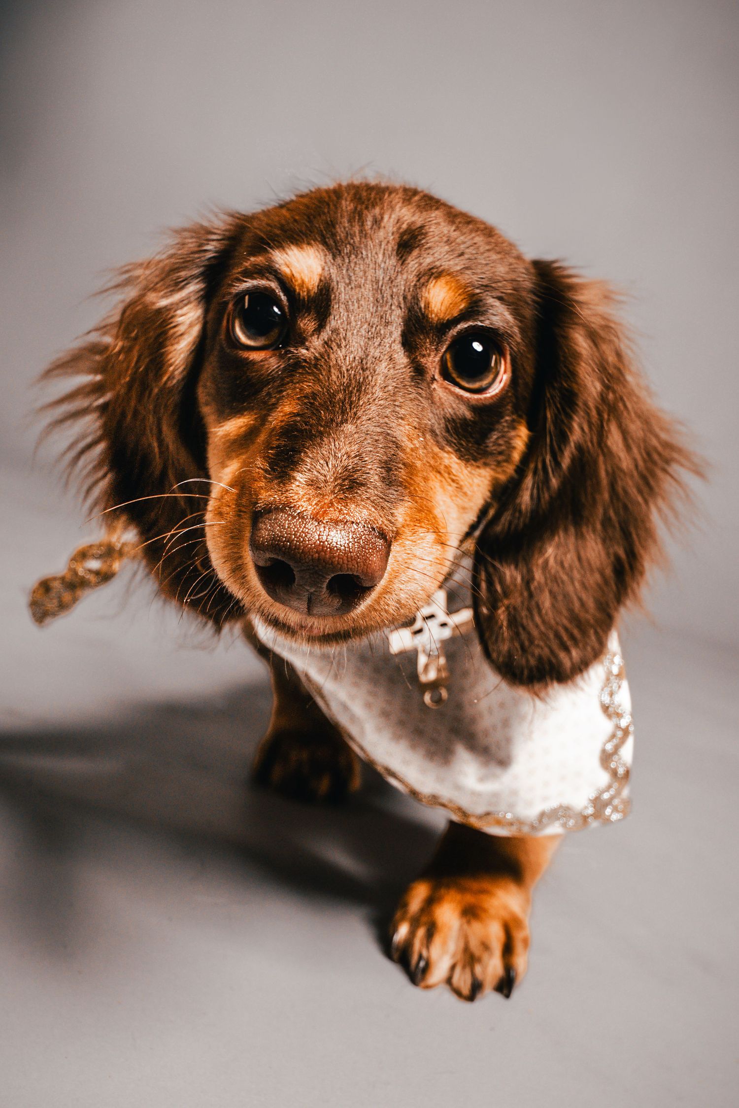 Close-up of a brown and tan longhaired dachshund puppy with big eyes wearing a white bib with a small cross charm against a gray backdrop.