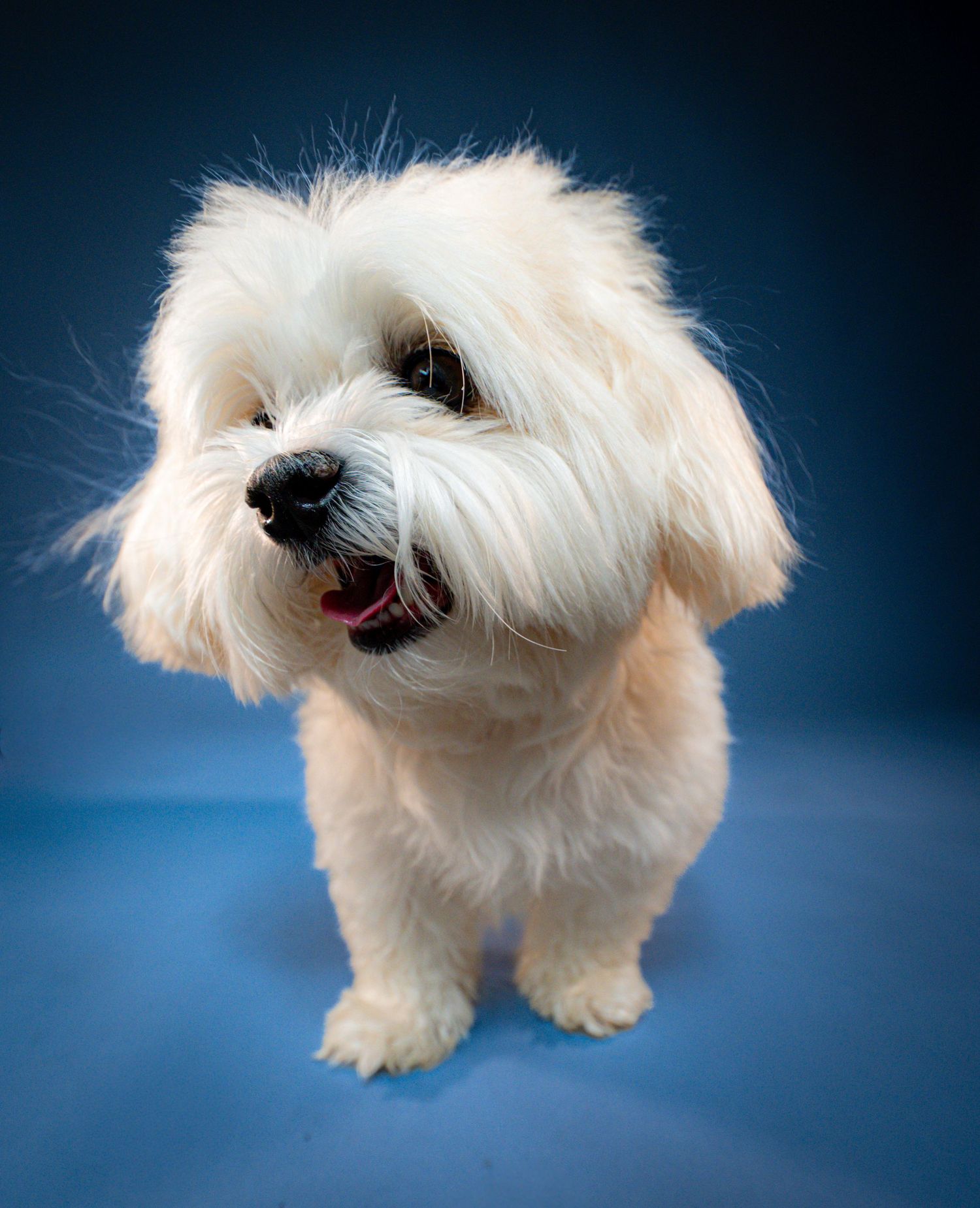Adorable fluffy white Maltese dog sitting on blue background, looking up with bright eyes and happy open mouth.