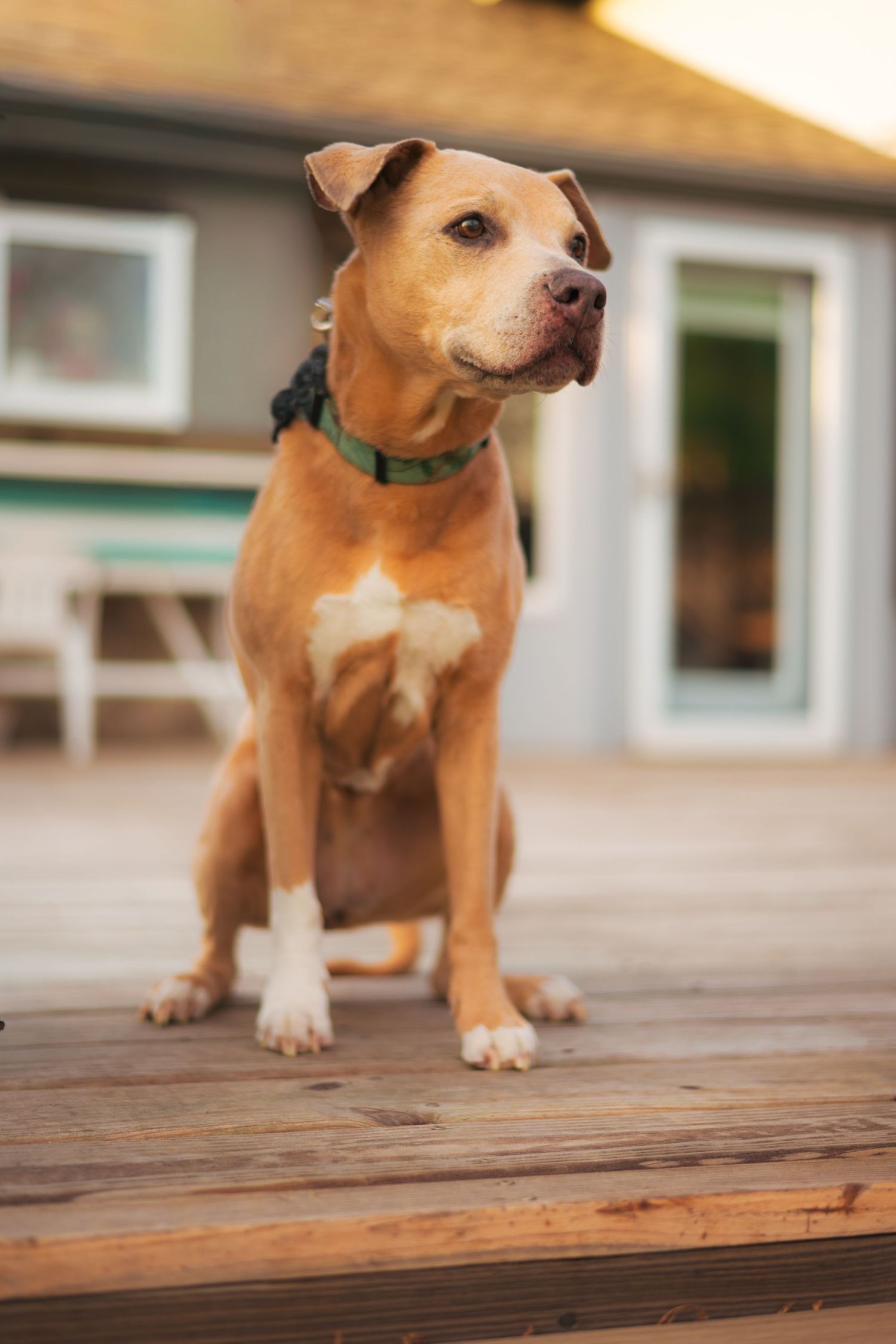 Tan pit bull mix dog poses on wooden deck wearing green collar.