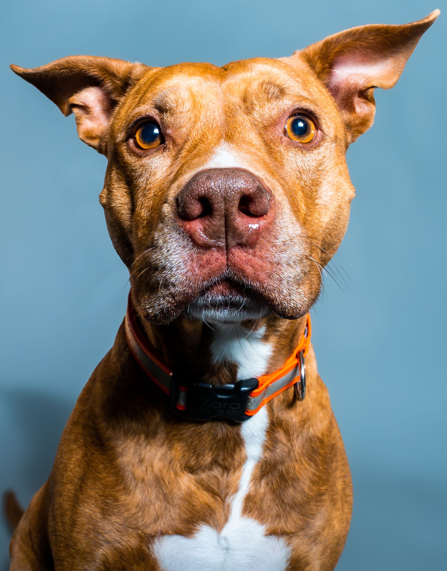 A reddish-brown pit bull type dog with white markings shows different facial expressions in a series of portrait shots.