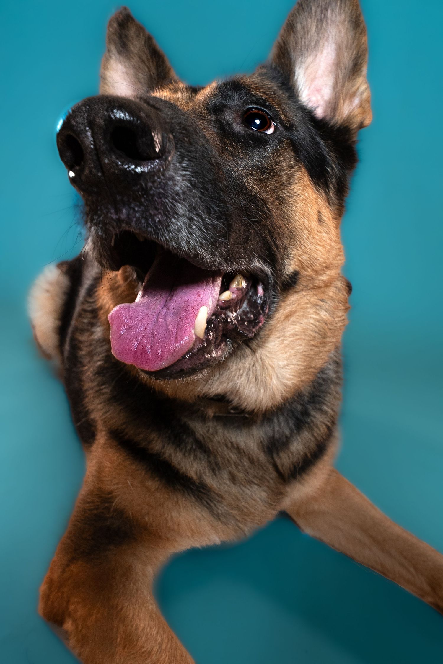 Close-up portrait of a happy German Shepherd dog with tongue out against turquoise background.