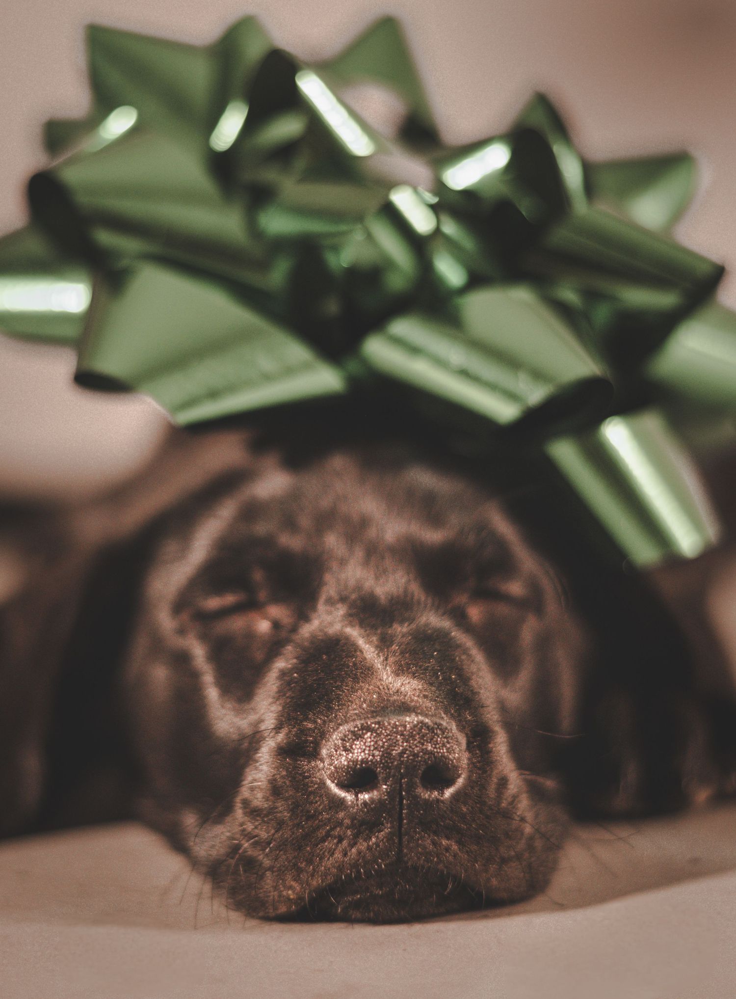 A close-up macro shot of a black dog's nose with a green Christmas bow in the background.