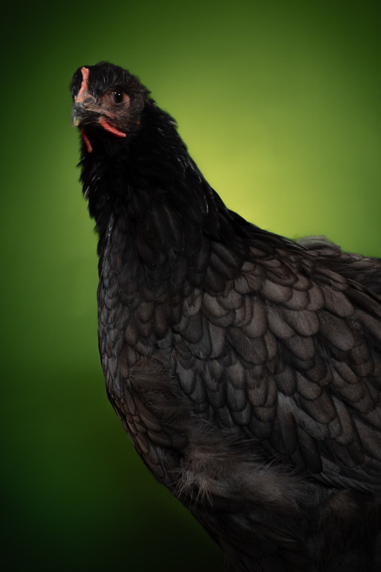 A black chicken with glossy feathers poses against a dark green background in dramatic studio lighting.
