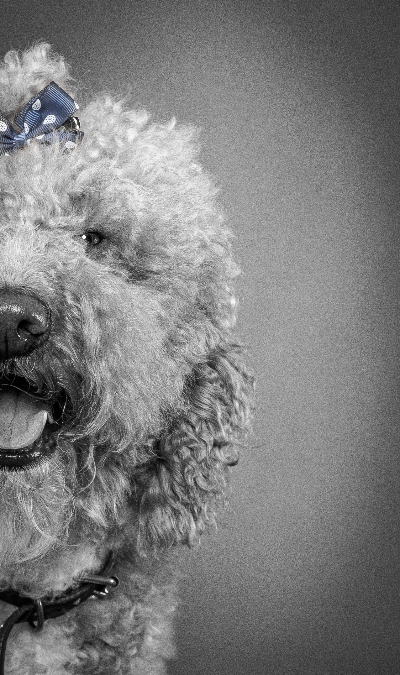 Black and white portrait series of a curly-haired white dog with expressive features showing different angles and poses.