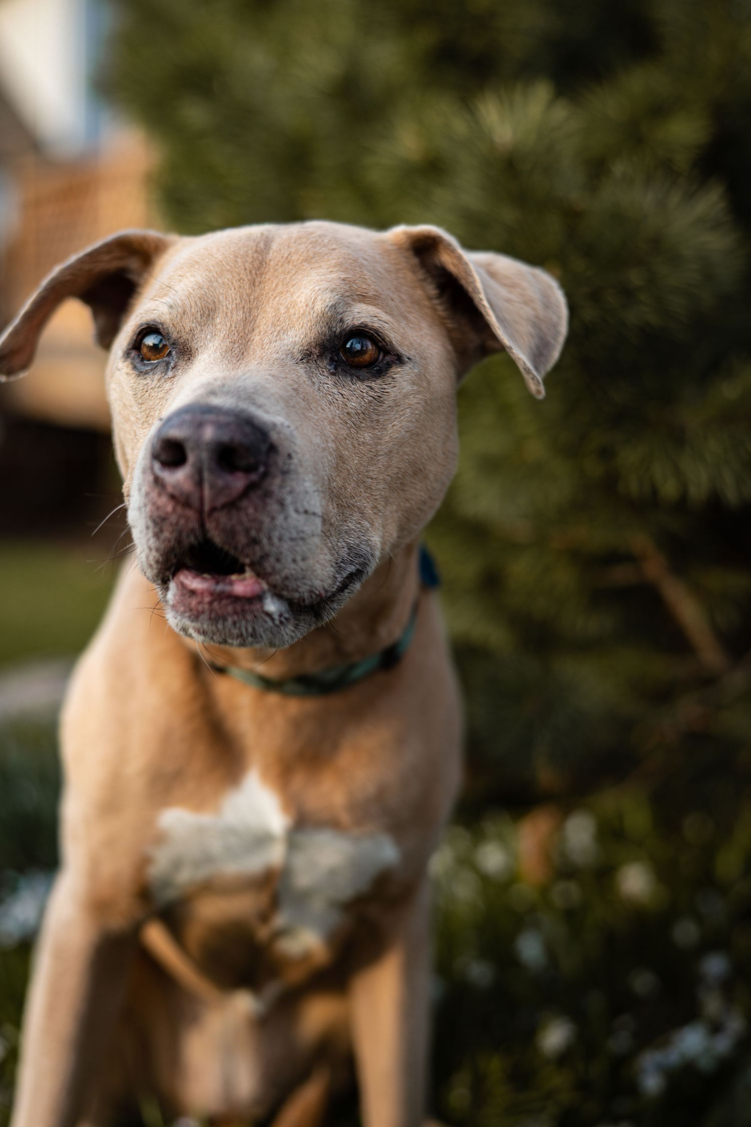 Smiling tan pit bull dog showing teeth in a friendly expression outdoors.