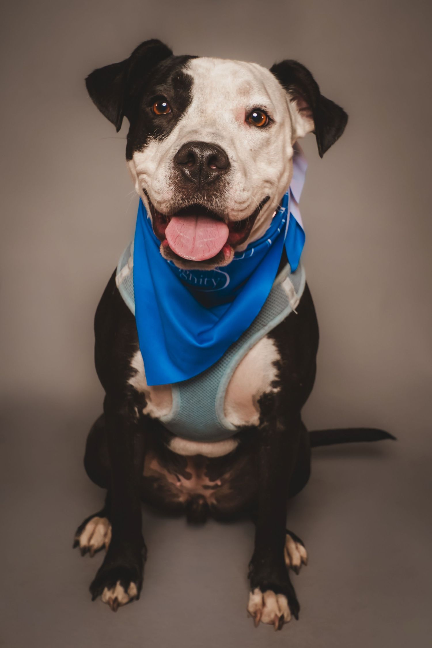 Smiling black and white pit bull type dog wearing a blue bandana and teal harness sits happily against a neutral studio backdrop.