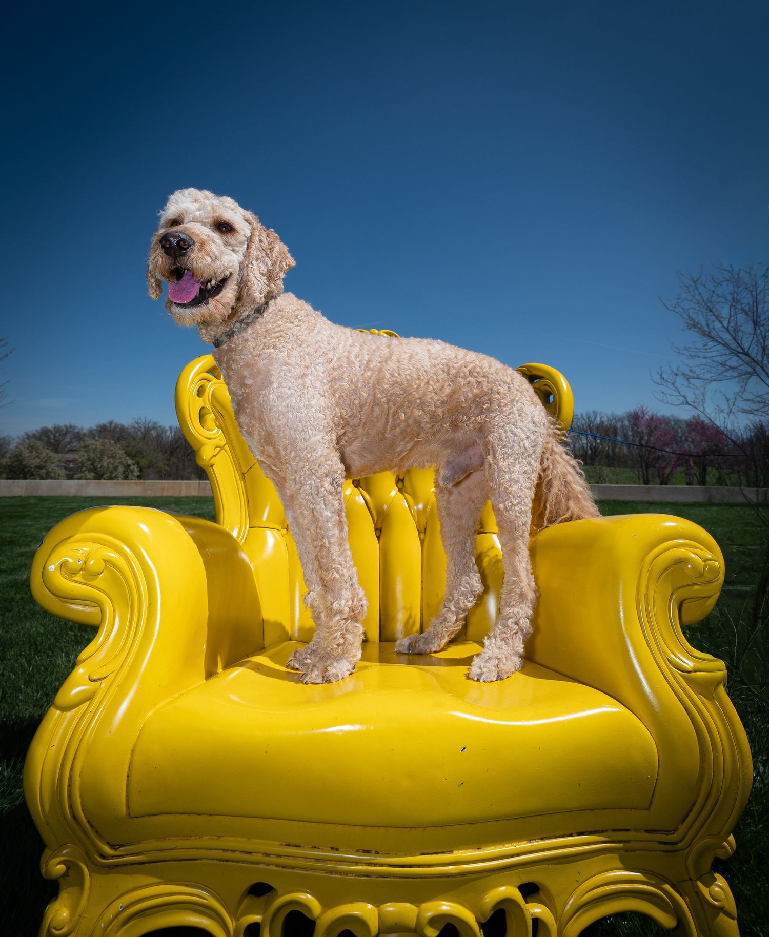 Happy goldendoodle dog standing on oversized yellow ornate chair outdoors under blue sky.