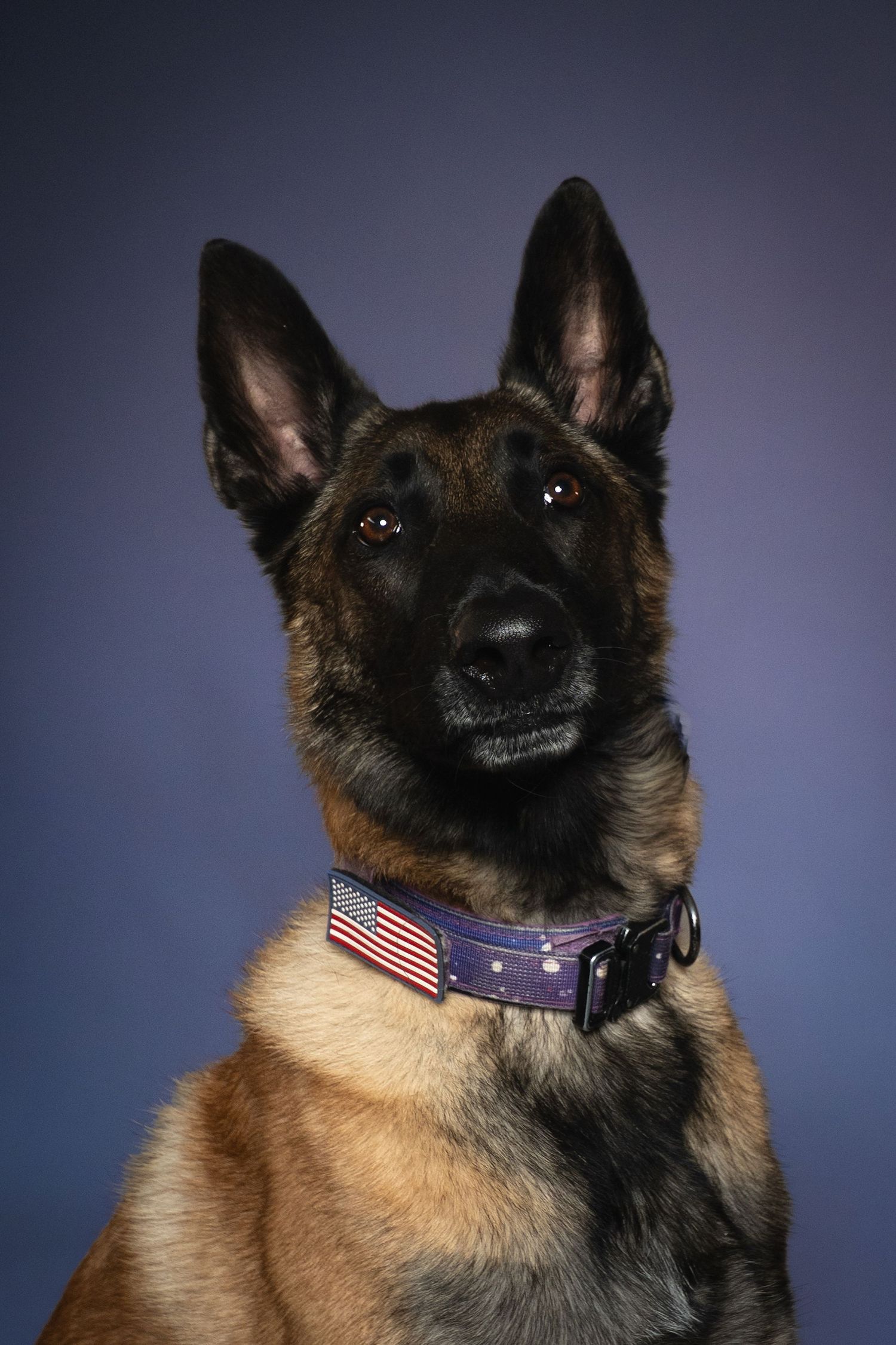 Belgian Malinois dog wearing a patriotic American flag collar poses for a portrait against a blue background.
