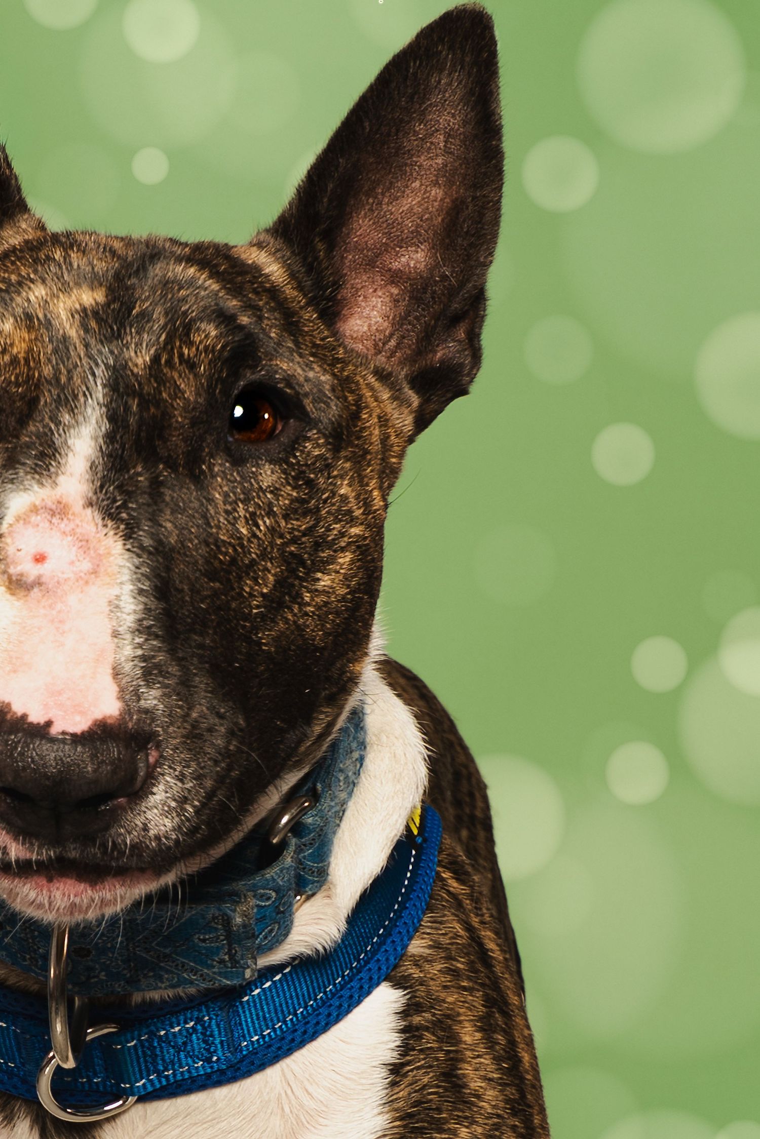 Brindle Bull Terrier dog wearing a blue collar posed against a green bokeh background.