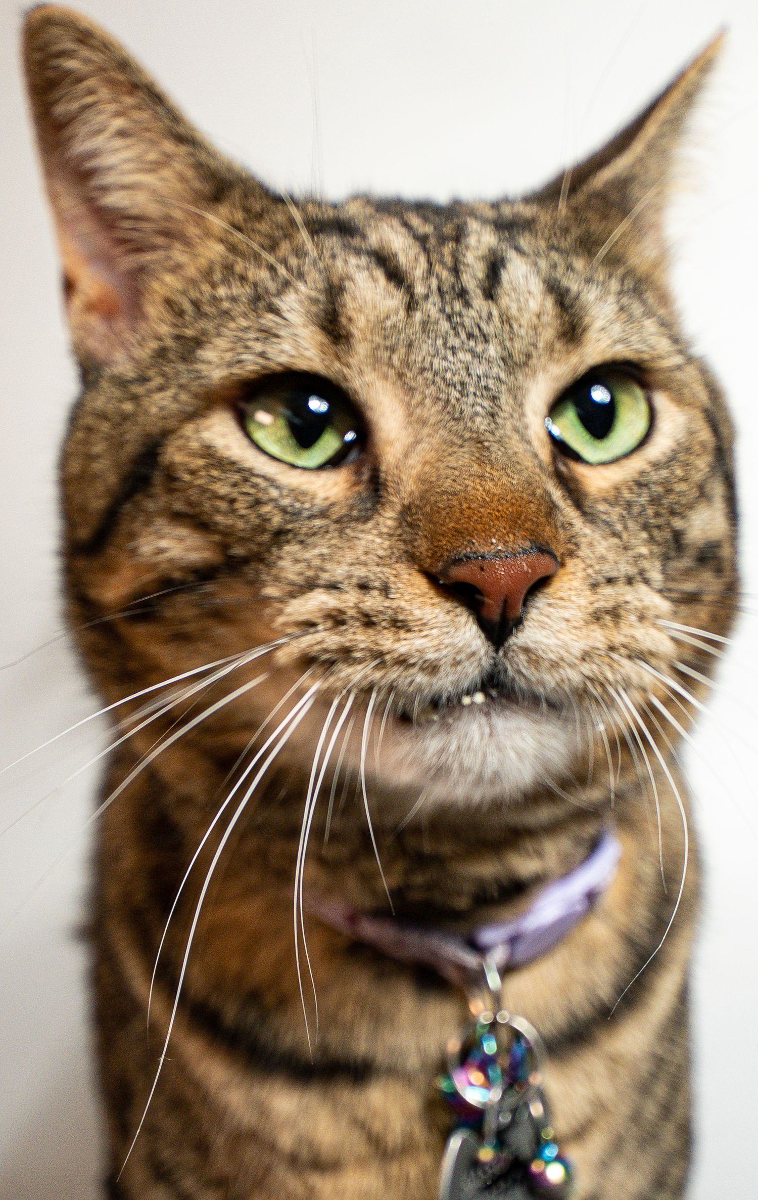 Close-up portrait of a tabby cat with green eyes wearing a purple collar with a tag.