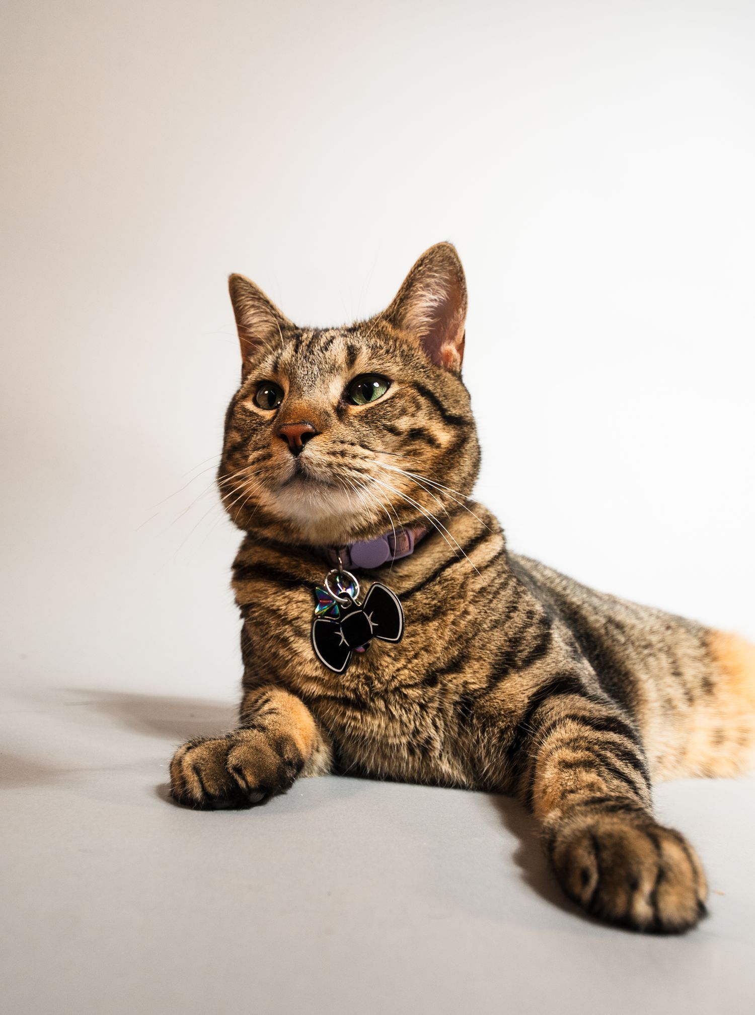 A striped tabby cat wearing a purple collar lies down gracefully against a white background.