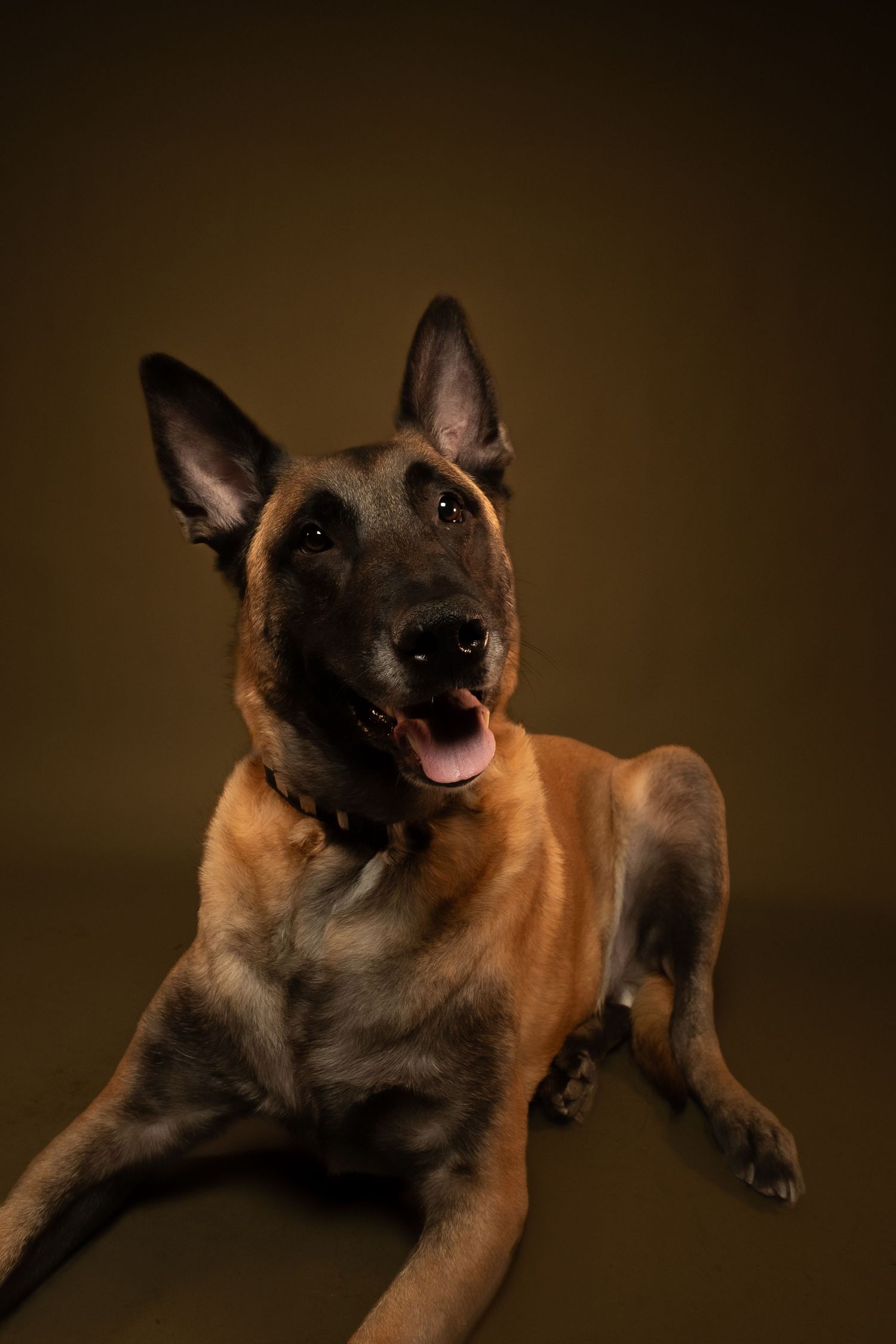 A German Shepherd dog lying down and making playful expressions in a series of brown-toned studio portraits.