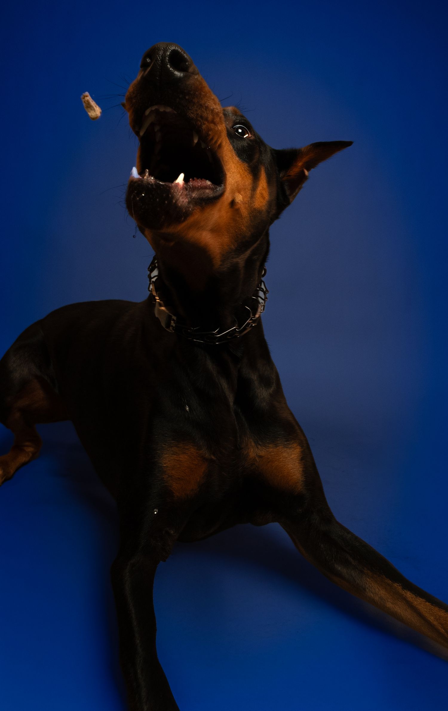 German Shepherd leaping and playing against blue background in dramatic action sequence.