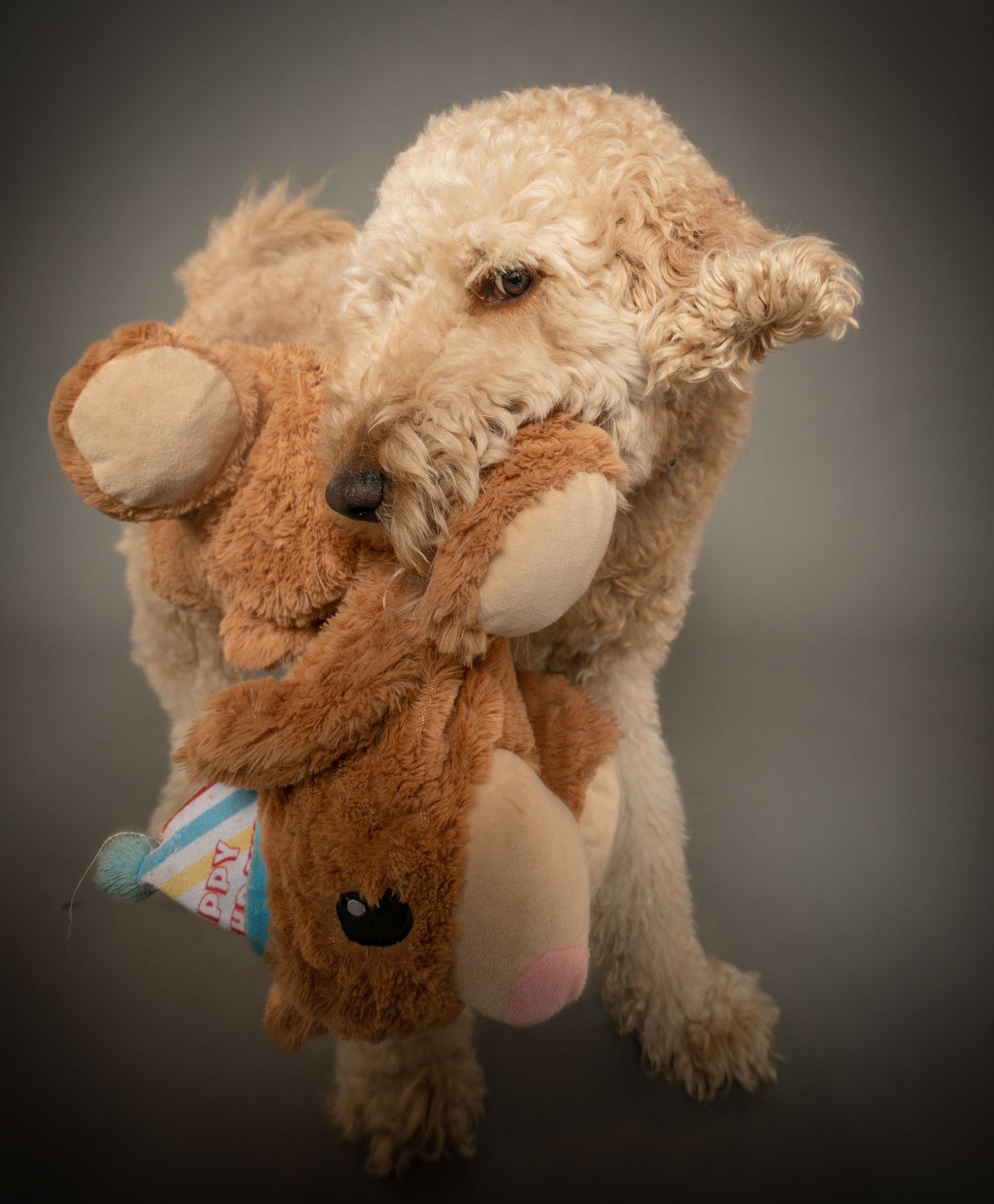 A plush stuffed animal dog toy with floppy ears and a pink nose shown against a dark backdrop.
