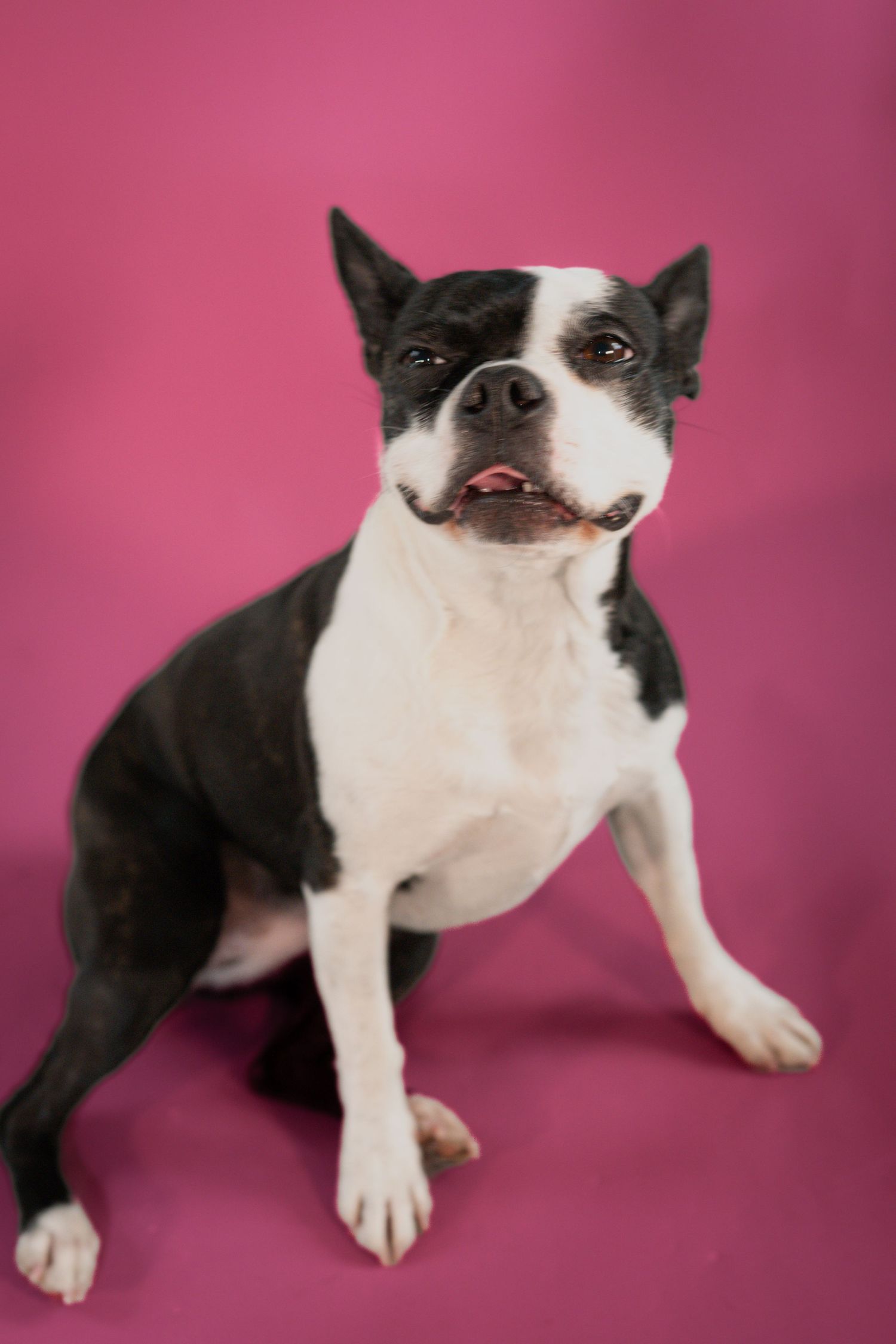 A black and white Boston Terrier poses playfully against a pink studio background.