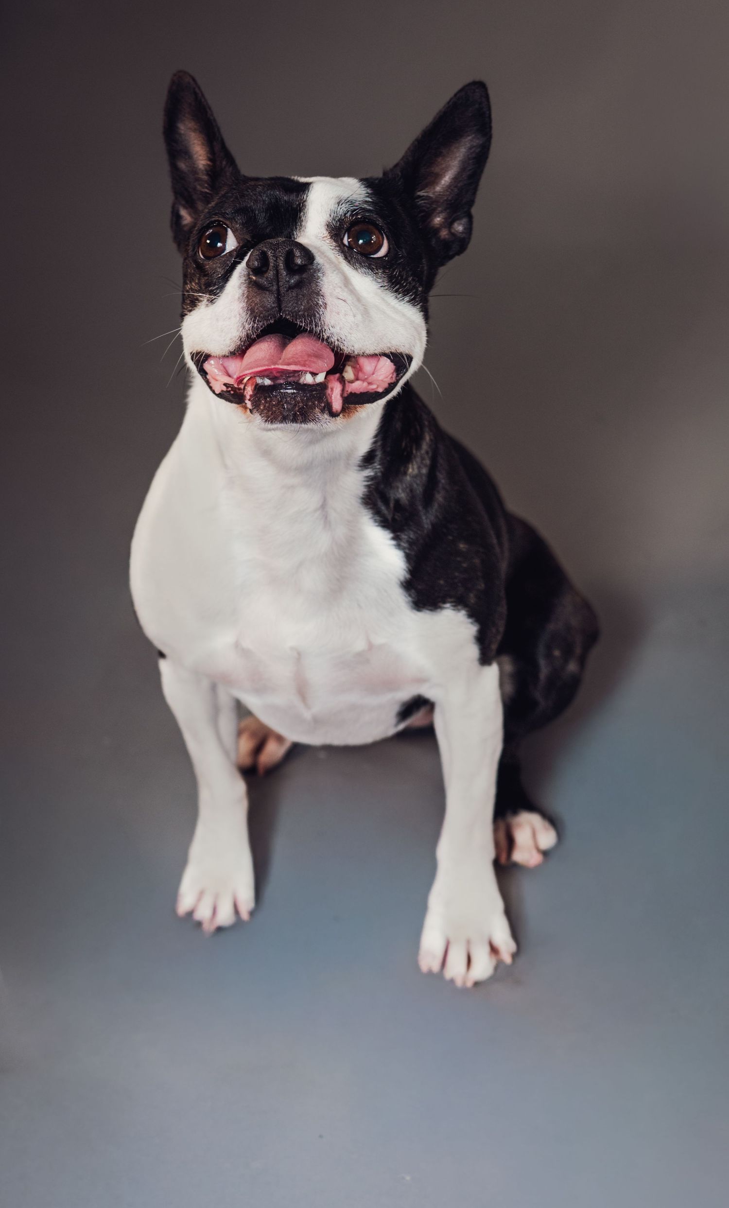 Happy Boston Terrier with black and white markings sitting against gray backdrop.