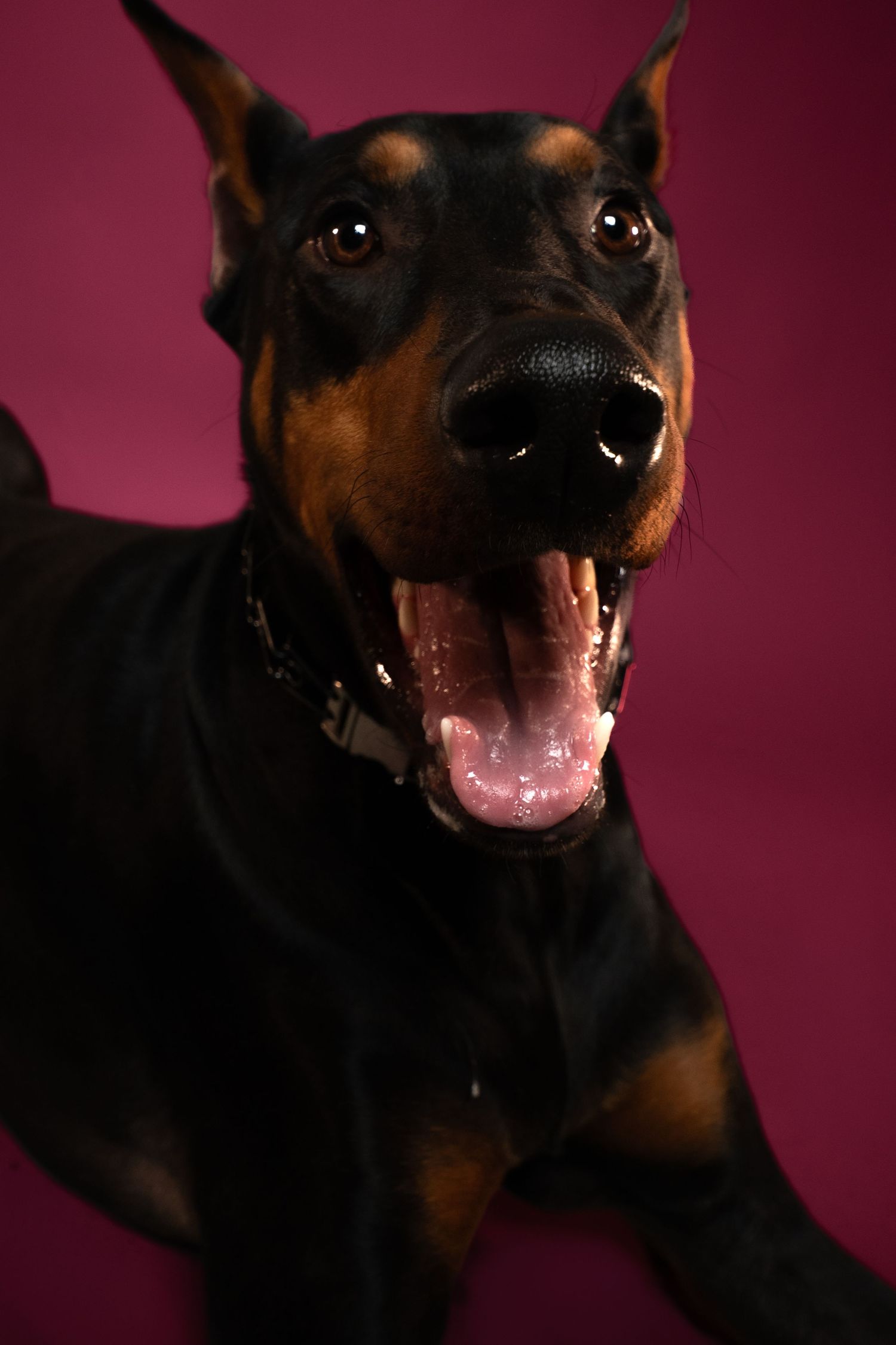 A Doberman Pinscher dog with a happy expression and open mouth against a dark red background.