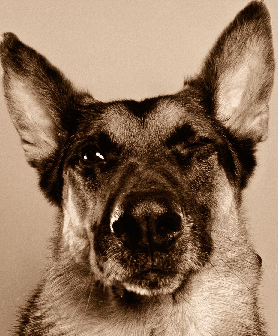Close-up sepia portrait of a German Shepherd dog with alert ears and expressive eyes looking at camera.