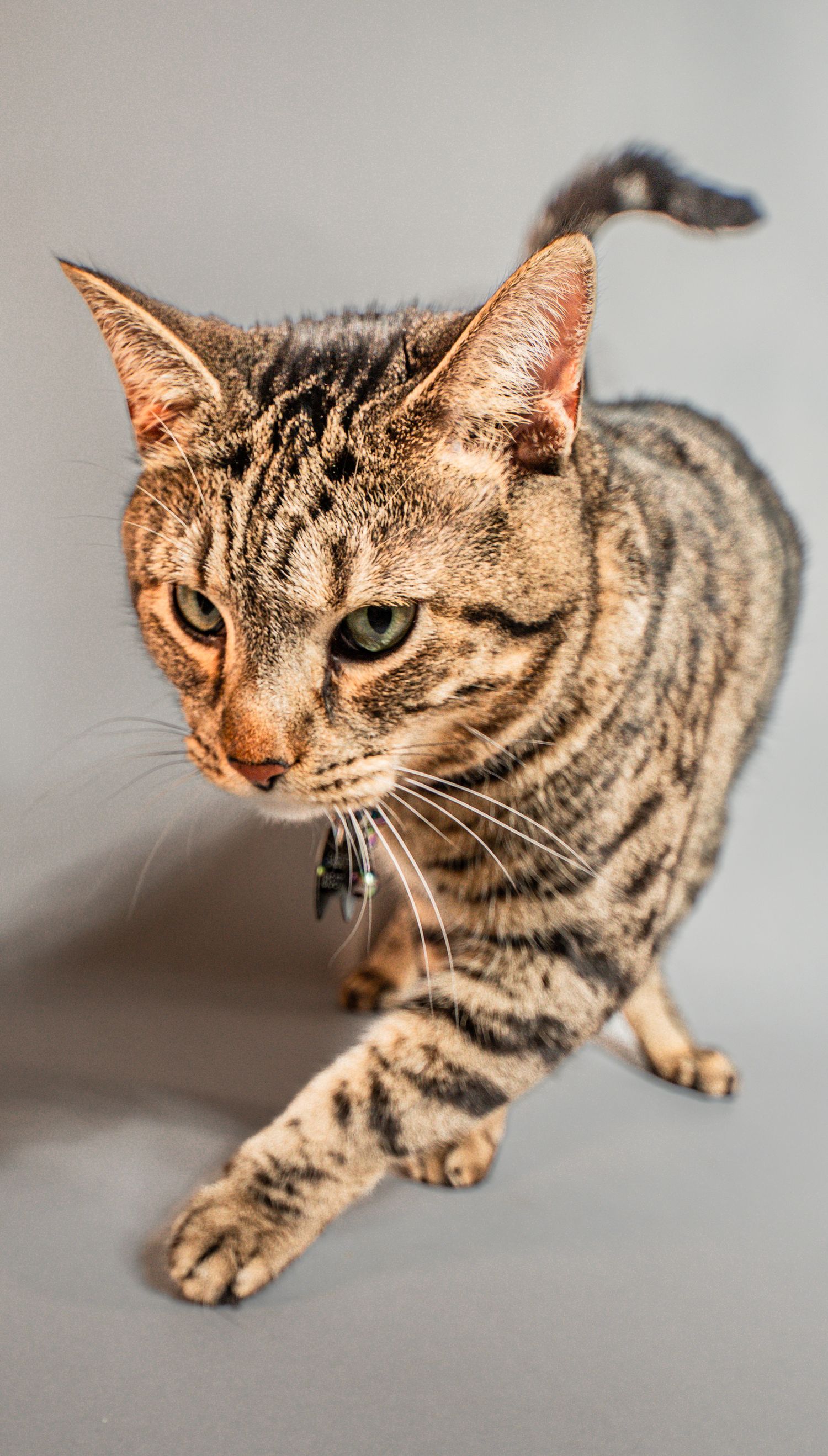A tabby cat with green eyes and a collar stretches forward on a gray background.