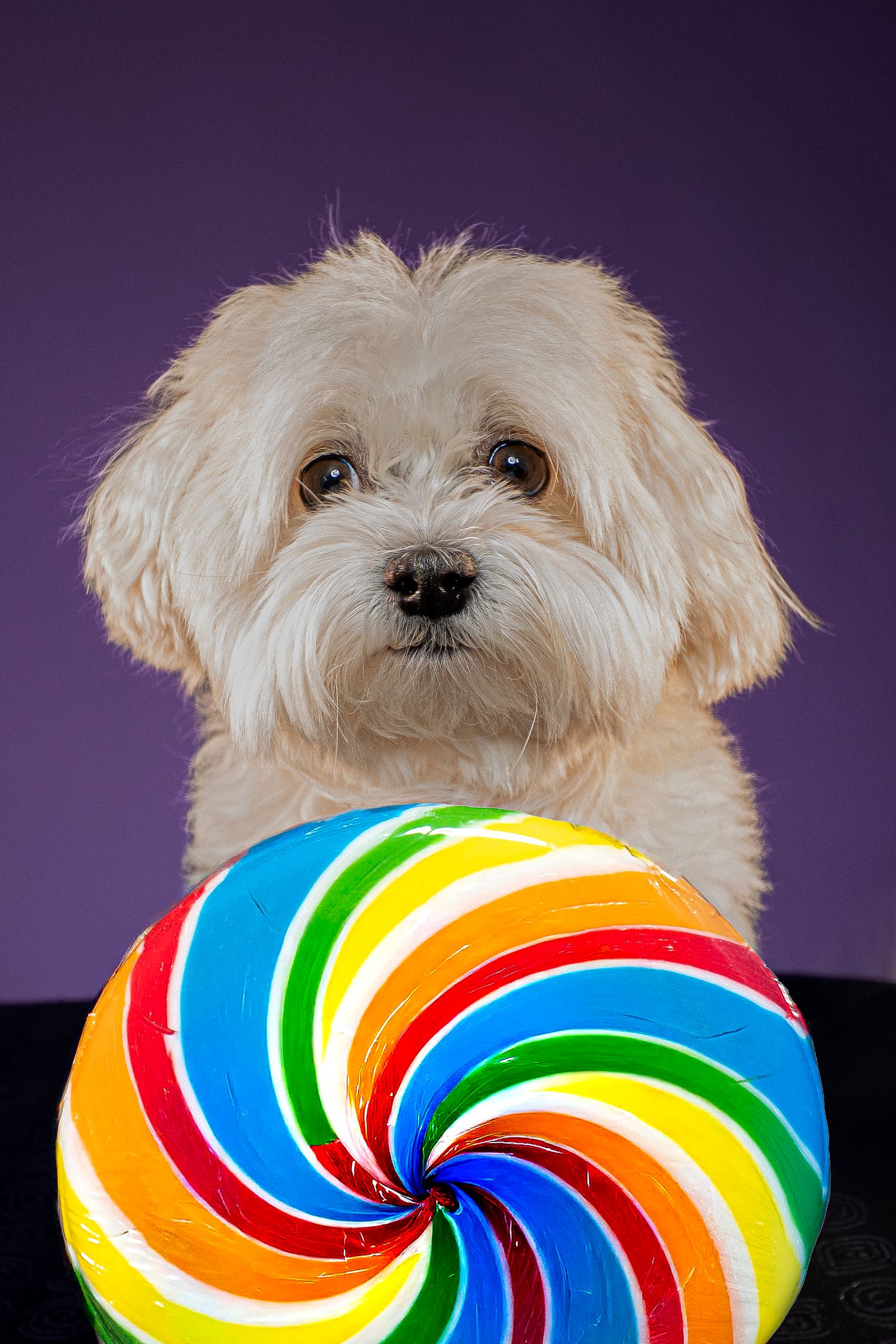 A fluffy white Maltese dog sits behind a large rainbow swirl lollipop against a purple background.