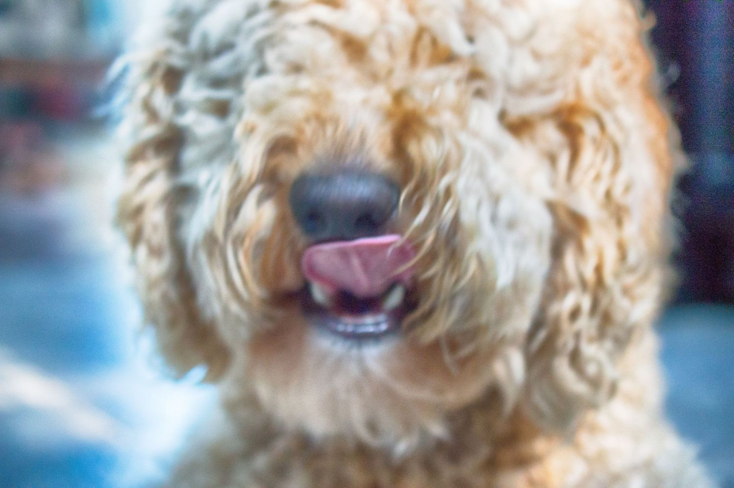 Multiple close-up views of a cream-colored goldendoodle dog's smiling face.