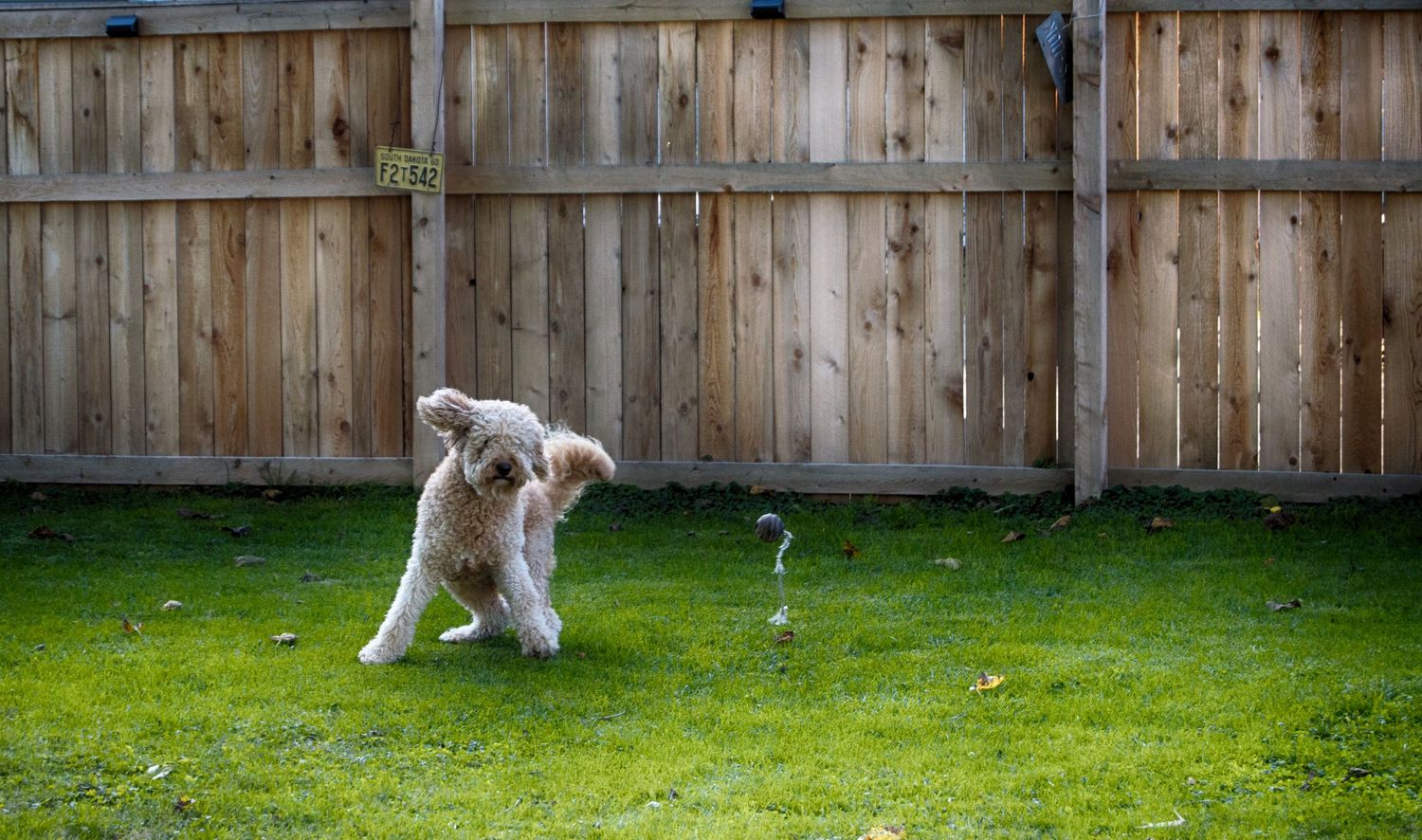 A fluffy white dog playfully chases a sprinkler in a fenced backyard.