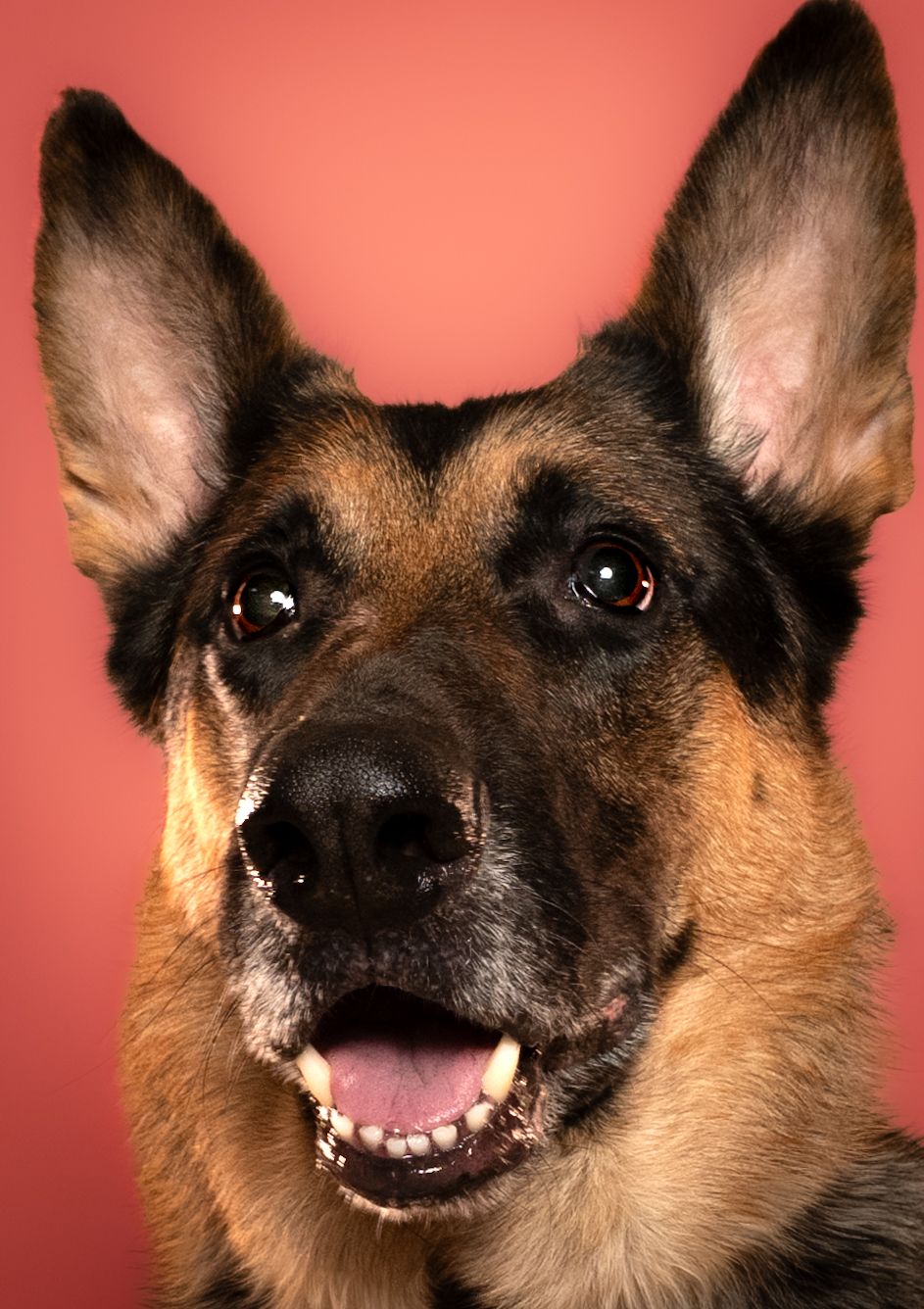 Four sequential close-up photos of a German Shepherd dog's face showing different expressions against a red background.