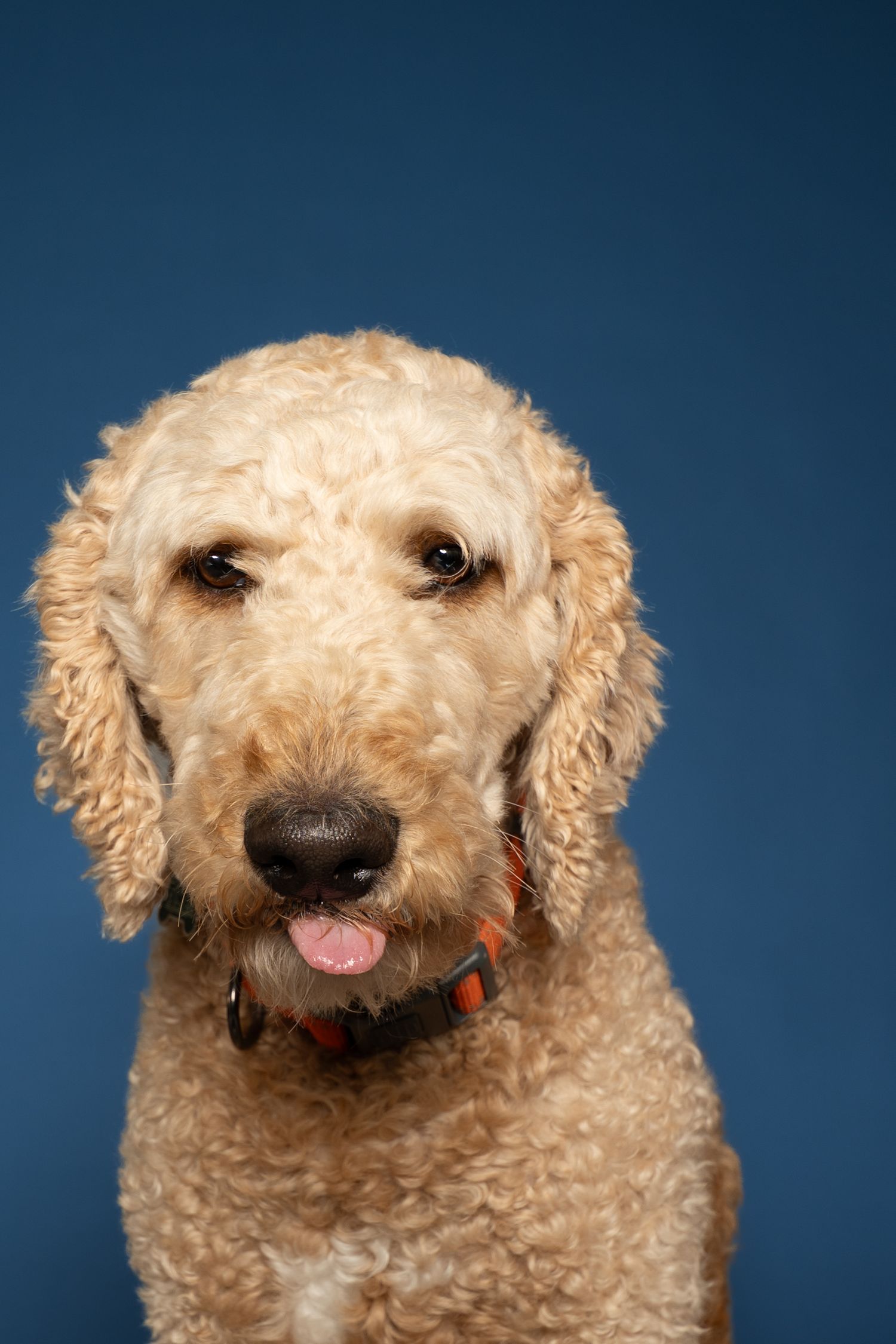 A fluffy golden Labradoodle with a red collar sits against a blue background with tongue slightly out.