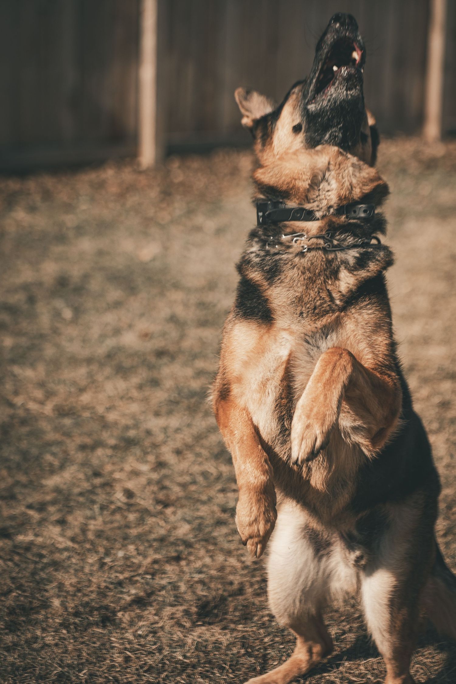 German Shepherd dog jumps and spins in a playful motion on a dirt ground during golden hour lighting.
