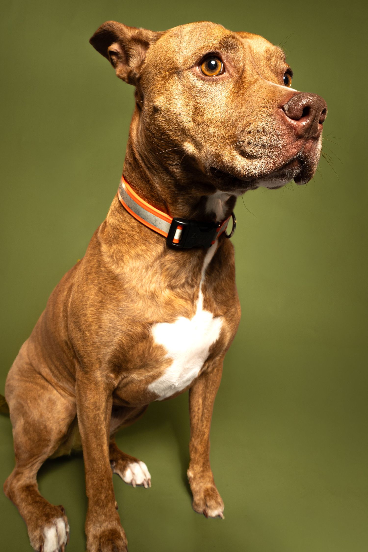 Brown and white pit bull type dog with a collar shown in multiple poses against a green background.