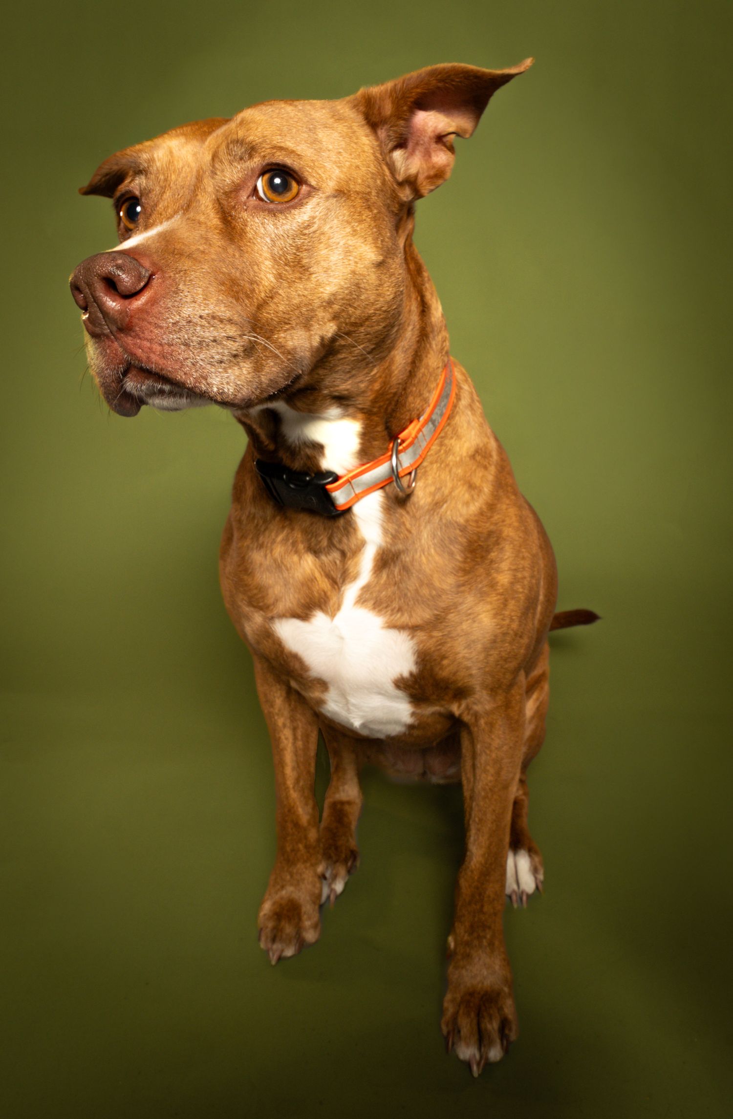 A brown and white pit bull terrier shown in multiple poses against a green background, displaying playful expressions.
