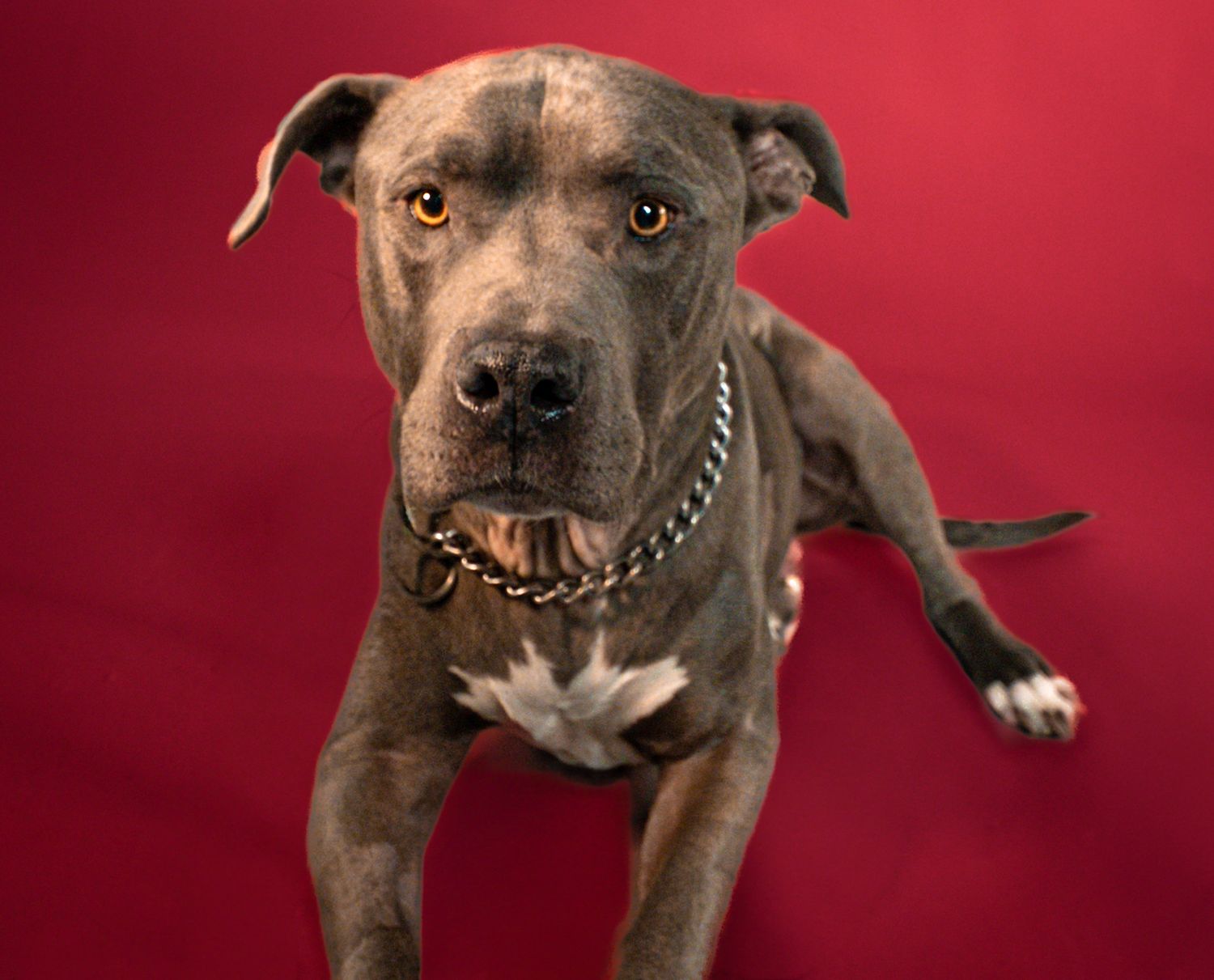 Brown pit bull dog poses expressively against red background in dynamic photo series showing different angles and expressions.