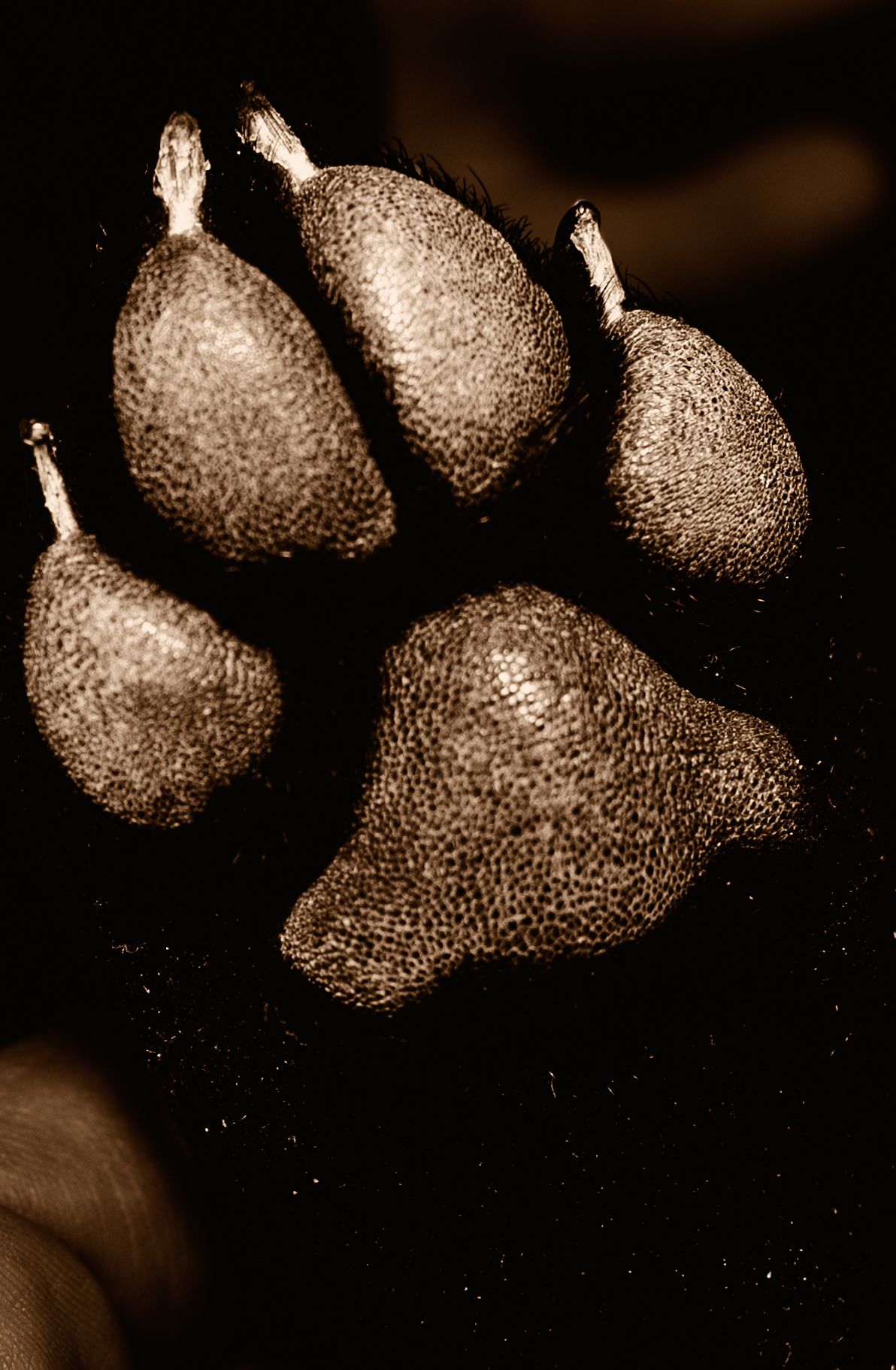 Artistic sepia-toned still life of pears arranged in a row against a dark background.